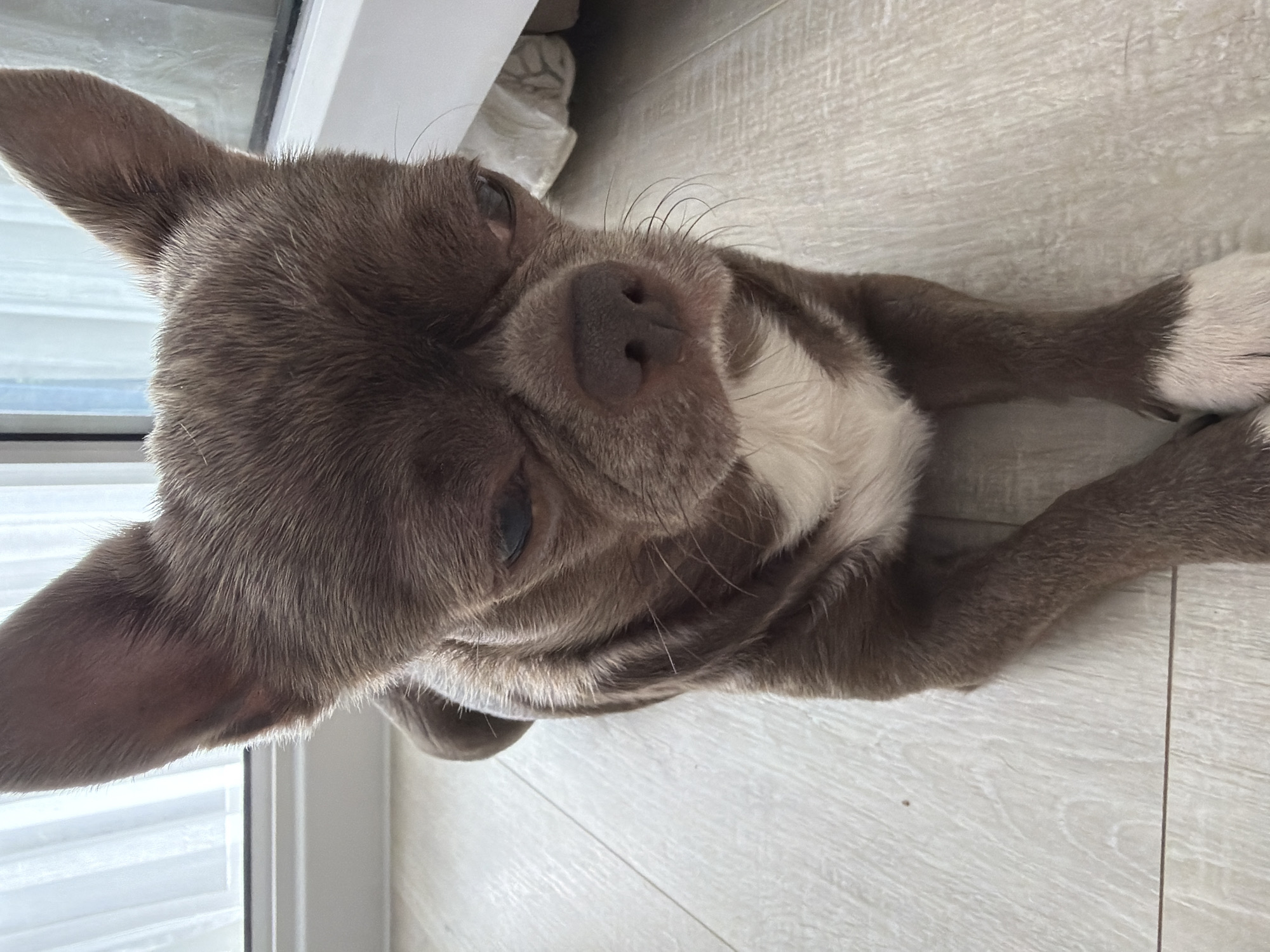 A close-up, tilted shot depicts a brown and white Chihuahua lying on a light-colored, wood-patterned floor. The dog is positioned at an angle, with its head near the top left corner and its paws extending towards the bottom right. The dog has large, upright ears, short fur, and a white patch on its chest. Its eyes are partially closed. A window with white blinds is visible in the upper left corner. The scene is indoors. The location in Votkinsk, Russia is unknown from the image.