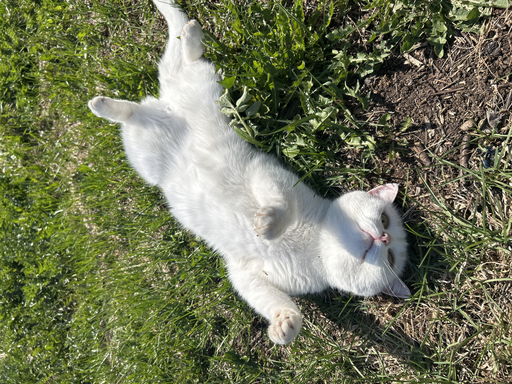 A white cat lies on its back in a patch of grass interspersed with weeds and bare soil. The cat's paws are raised, exposing its belly. The cat is positioned facing upwards with its head tilted slightly to the side. The environment appears to be a sunny outdoor space. No location in Chaikovsky, Russia can be verified from the image.