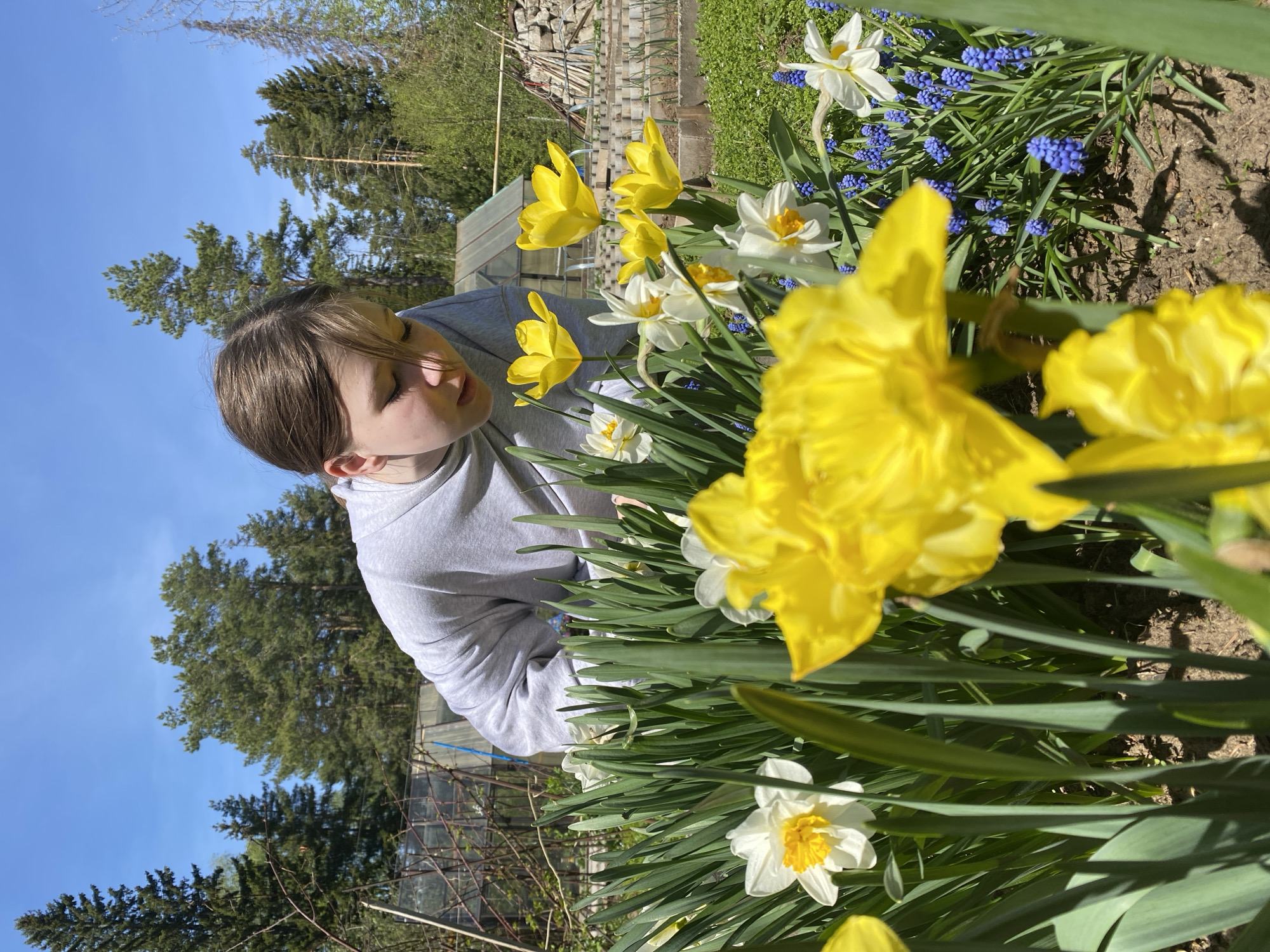 A young person with brown hair, wearing a light gray sweatshirt, is leaning into a garden of yellow and white daffodils and small blue flowers (possibly grape hyacinths). The person's eyes are closed and they appear to be smelling or enjoying the flowers. Behind the flowers, the edge of a garden bed is visible with soil. Further back, a greenhouse or cold frame structure is partially visible behind some bare tree branches. Beyond the trees, a clear blue sky can be seen.
This is a garden scene. The location is Прикамский, Russia.