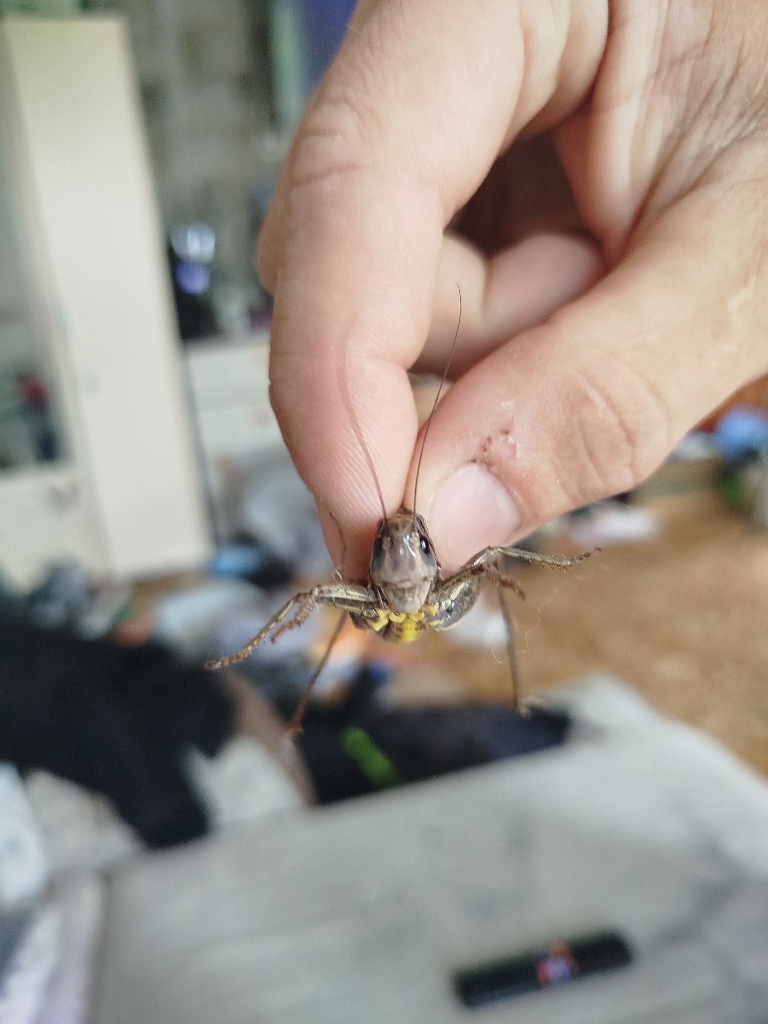 An adult's right hand holds a grasshopper between the thumb and index finger. The grasshopper is positioned facing the viewer and appears to be light brown with yellow markings on its thorax. The background is blurred and shows an indoor environment with furniture and what appears to be a wall. No specific location in Zavodoukovsk, Russia, can be identified from the image.