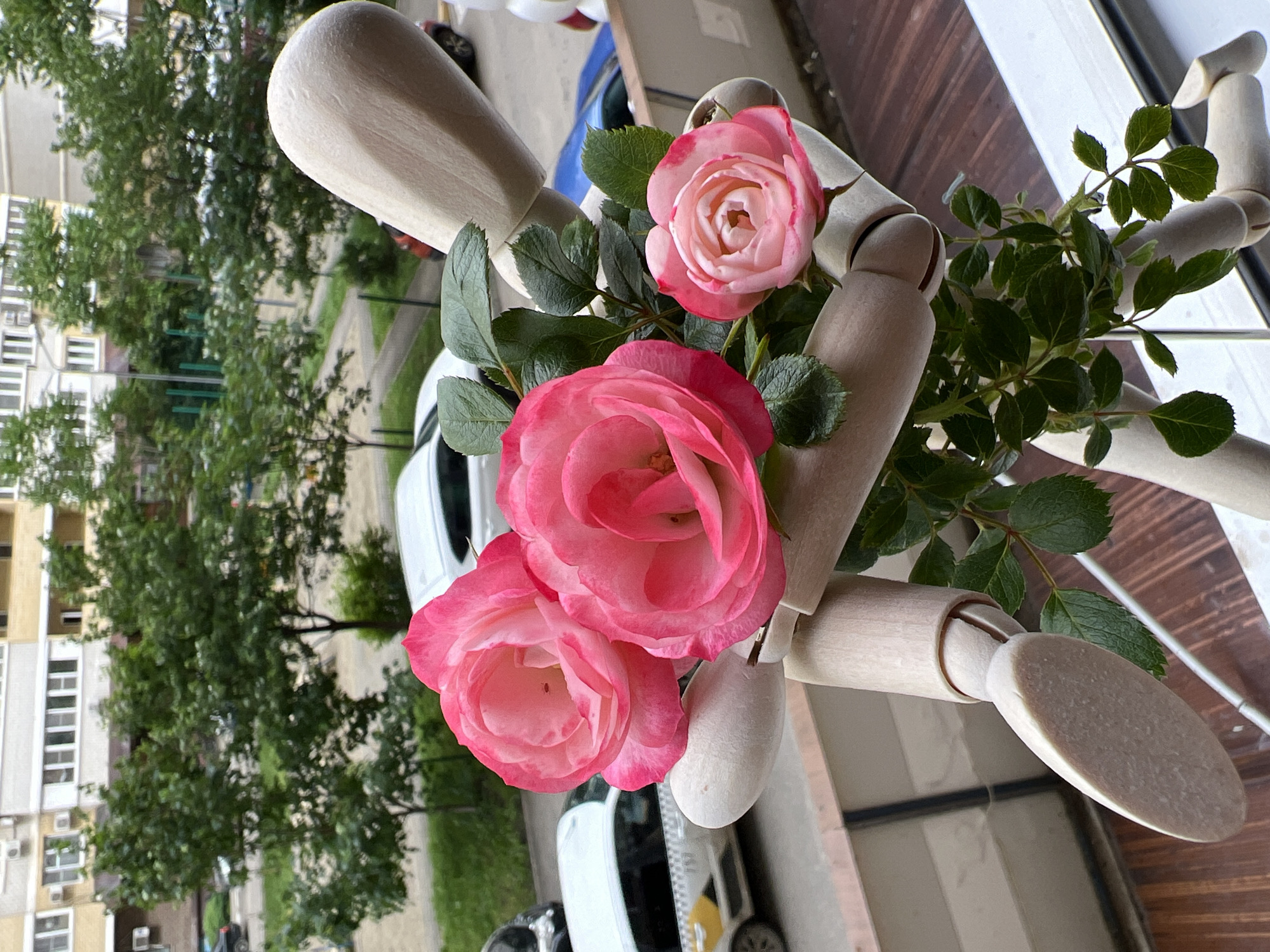 The image is an eye-level, medium shot taken on a balcony in Krasnodar, Russia, focusing on a wooden articulated mannequin cradling pink roses. The mannequin is positioned vertically, with its wooden body visible amongst the rose blossoms and foliage. Three main roses are prominent: two large, open pink roses with slightly darker pink edges at the lower left, and a smaller, partially closed pink rose towards the upper center. Green leaves and stems fill the space between the mannequin and roses.
The background reveals elements of an urban scene. Below the balcony, one can discern parked cars, including white vehicles, and a glimpse of city streets. In the distance, buildings and trees are visible, typical of a residential or commercial area in Krasnodar. The setting suggests the balcony is located in an apartment building overlooking a street. The image is well-lit, capturing the details of the roses and the wooden texture of the mannequin.