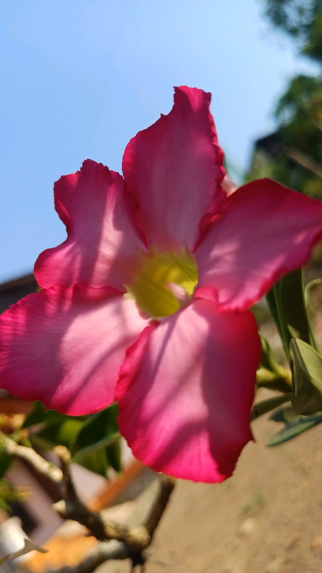 This is a close-up, low-angle, full shot of a vibrant pink Adenium flower, also known as a desert rose, blooming outdoors under a clear blue sky. The flower has five petals with ruffled edges, transitioning from a deep pink at the edges to a lighter pink towards the center. The center of the flower features a bright yellow stamen. Sunlight casts dappled shadows across the petals, highlighting their texture and form. The background is softly blurred, showing a hint of green foliage on the right and a muted brown, earthy ground. In the lower left portion of the image, parts of a tree branch with a rough texture are visible. The overall impression is one of natural beauty and tranquility. The image was captured in Wonokerso, Indonesia.