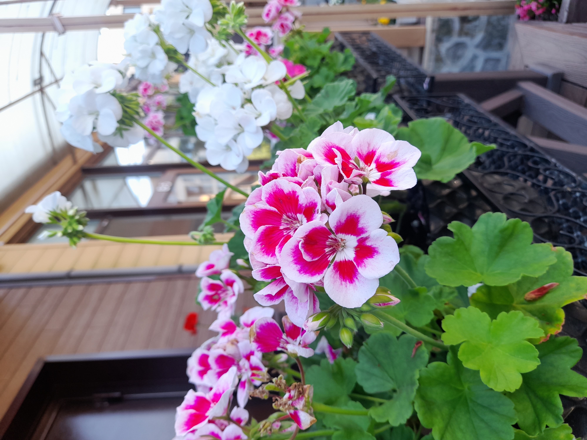 The image shows a close-up view of a window box filled with flowering geraniums. The flowers are a mix of white and bright pink with white edges. The foreground is dominated by the pink and white geraniums, with their green leaves. In the background, there are more flowers, including white geraniums and some smaller pink flowers. Behind the flowers, a building with a light-colored wooden exterior and dark windows is visible. A metal railing or fence runs along the bottom of the window box. The scene appears to be outdoors, possibly on a balcony or windowsill of a building. The image does not provide any specific details or clues to indicate a location in Vladivostok, Russia, or any other specific city.