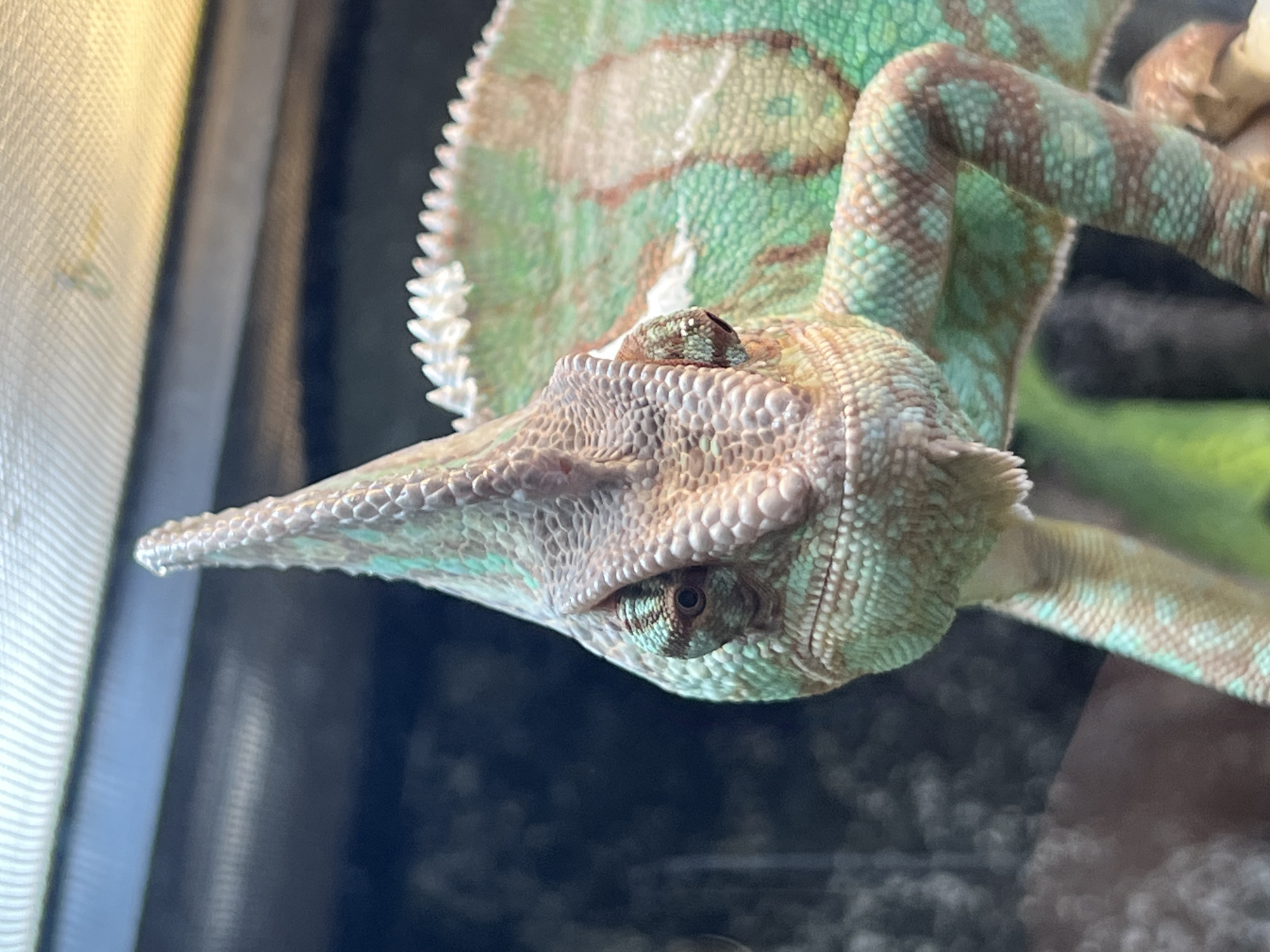 A close-up shot depicts a chameleon clinging to a branch. The chameleon exhibits various shades of green and brown. The focus is on the head and upper portion of the chameleon's body. The background is blurred, showing hints of foliage and possibly the interior of an enclosure. The location is not discernible.
