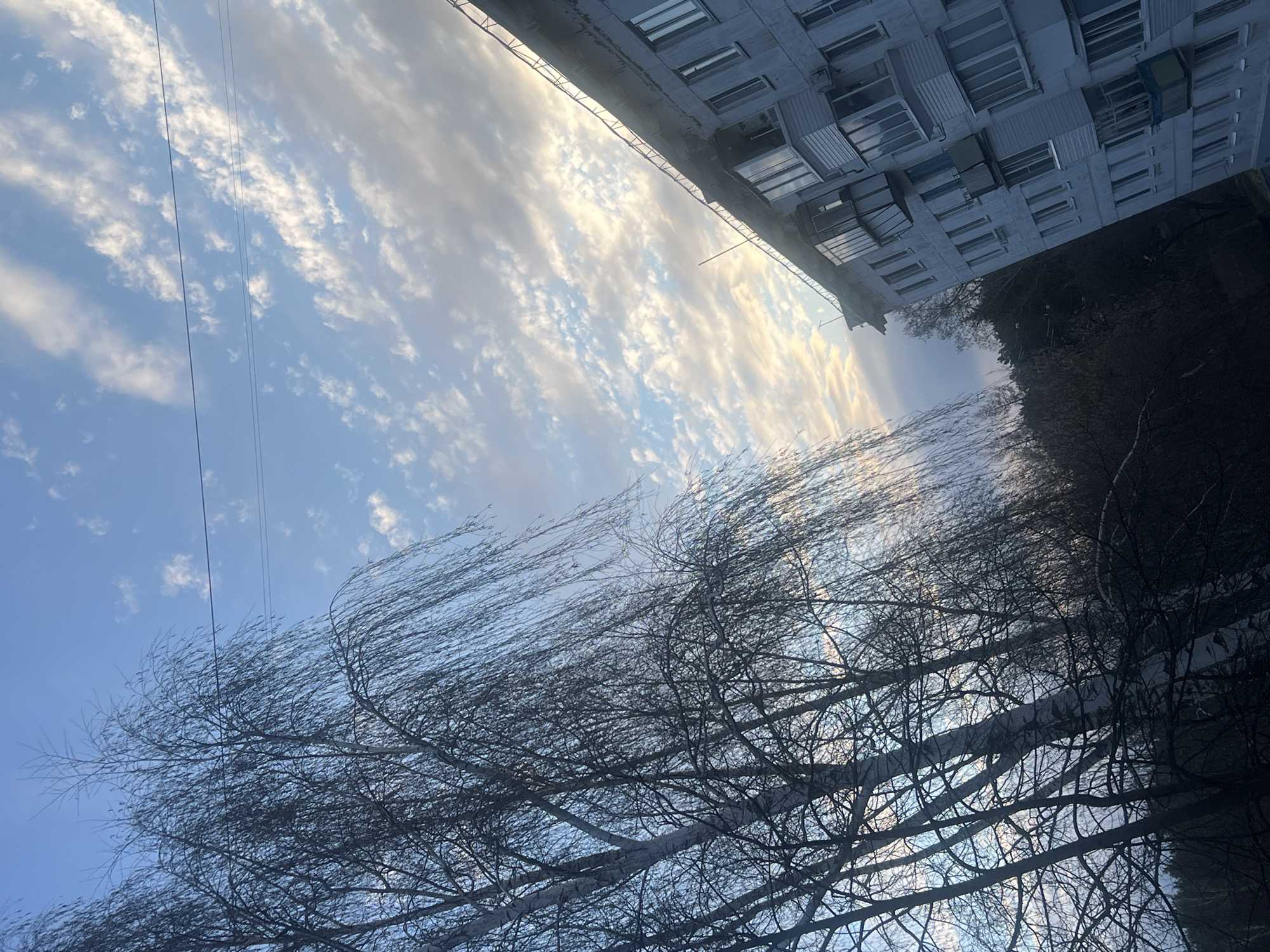 The image shows a view looking upward. In the foreground are the bare branches of a tree against a light blue sky with wispy white clouds. In the upper portion of the image, a tall apartment building is visible, its windows and balconies suggesting a multi-story structure. The right side of the image has a patch of dark trees. Thin power lines are seen stretching across the sky. The scene likely captures a moment in late autumn or winter in Chaikovsky, Russia, considering the leafless trees and architectural style of the building.