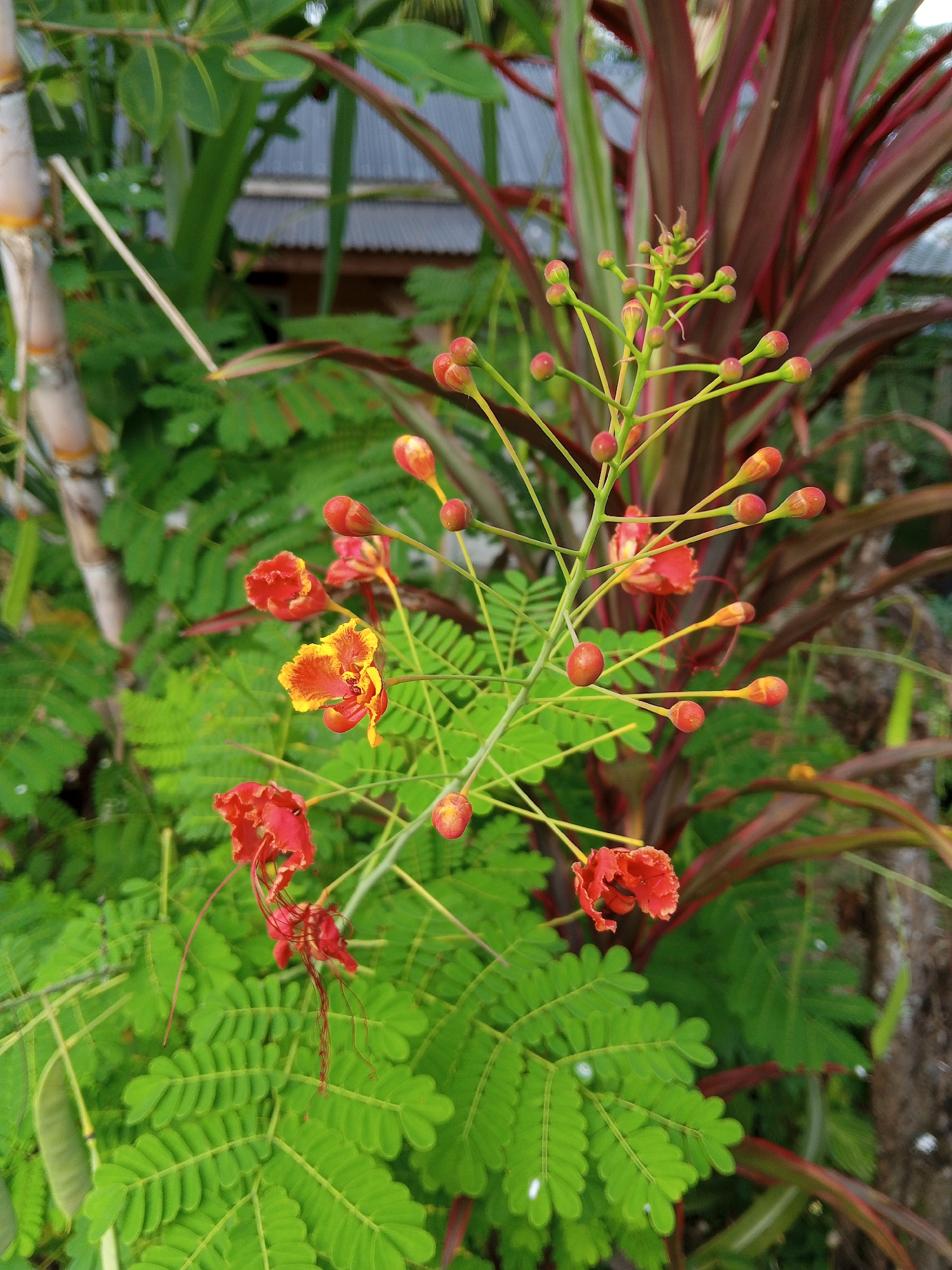 The image shows a close-up of a flamboyant tree (Delonix regia) in bloom, in the city of Uteunreutoh, Indonesia. The flowers are predominantly red and orange, with some yellow edges. Many buds are present, along with green leaves in the background. Red and green foliage is seen beside the tree. Behind the flowers, a blurry structure with a corrugated metal roof can be seen. A bamboo stalk appears on the left edge of the image.