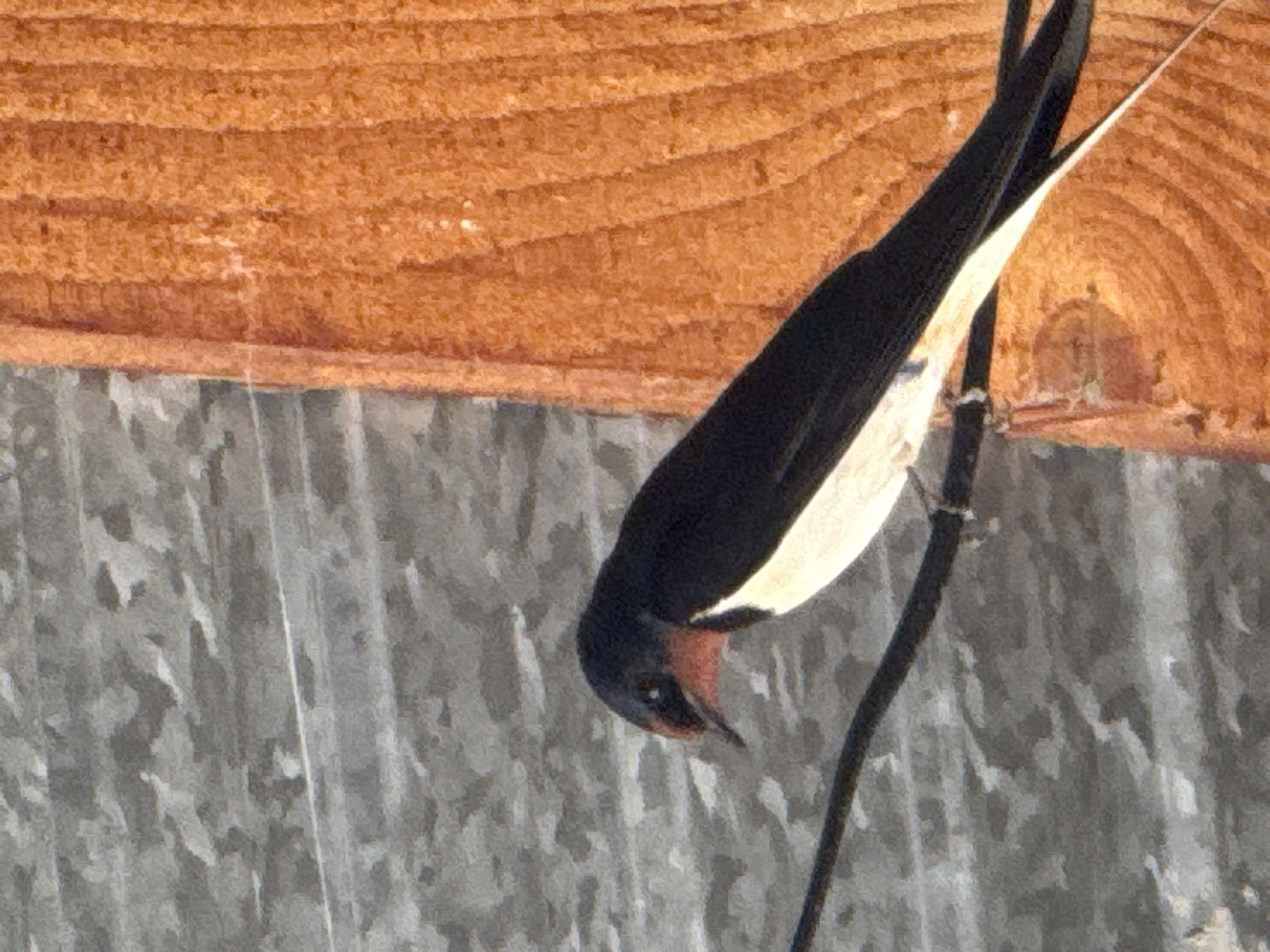 A barn swallow perches on a black wire, its head dipped low as if looking at something. The swallow's head and back are black, while its chest and abdomen are white. A small patch of red is visible on its throat. The background consists of a rough, textured wooden surface above a gray, corrugated metal sheet. The location is in the city of Unknown, Unknown.