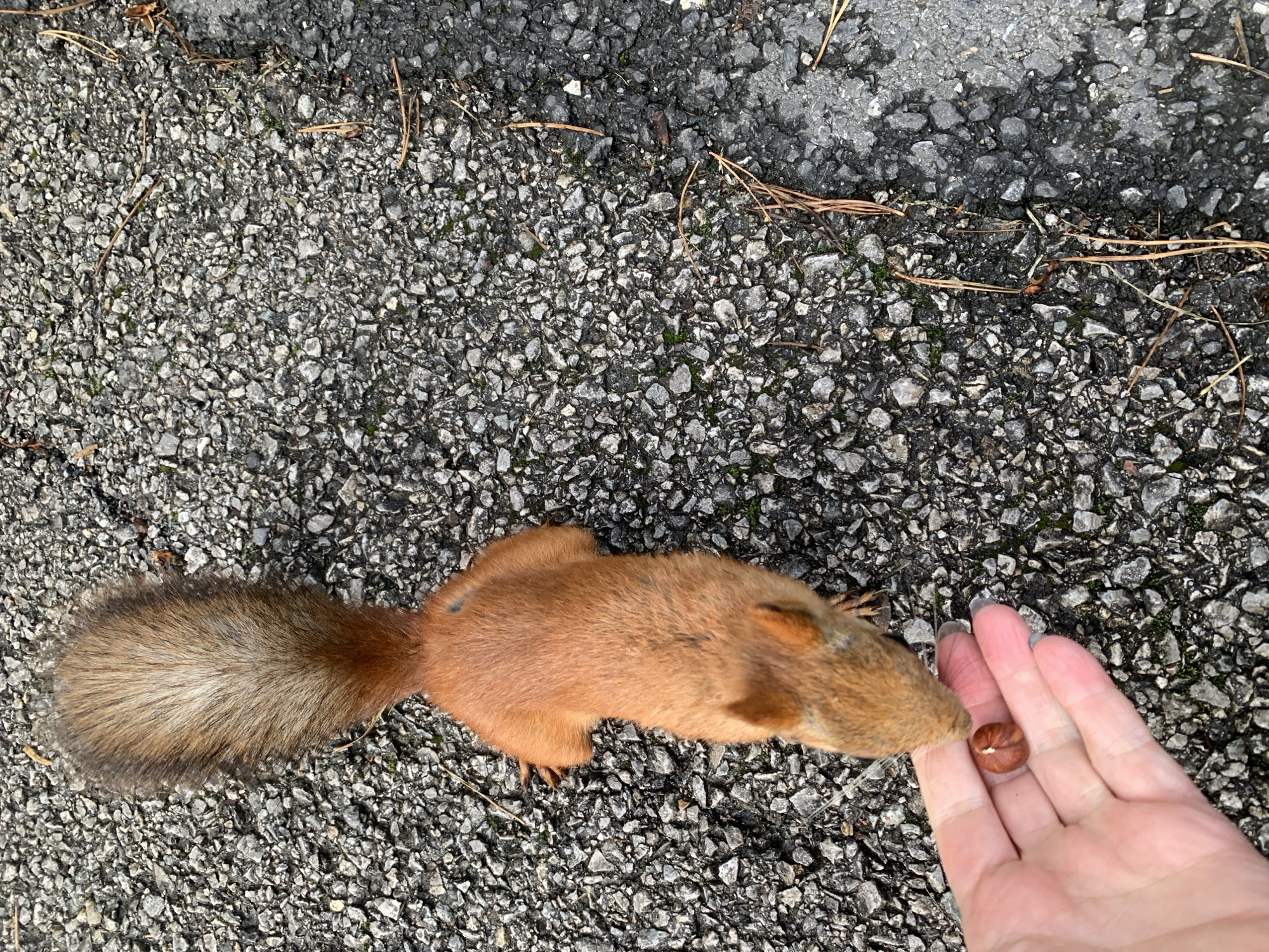 A squirrel is being fed a nut by a person's hand. The squirrel is brown and fuzzy with a bushy tail, and it is leaning forward to take the nut from the person's outstretched palm. The scene takes place on a paved surface, possibly a sidewalk or path, which is covered in small gray and black stones. The background is blurred, but appears to be an outdoor setting with some scattered pine needles. The image is taken from a top-down perspective. The exact location in Prokopyevsk, Russia cannot be determined from the image alone.
