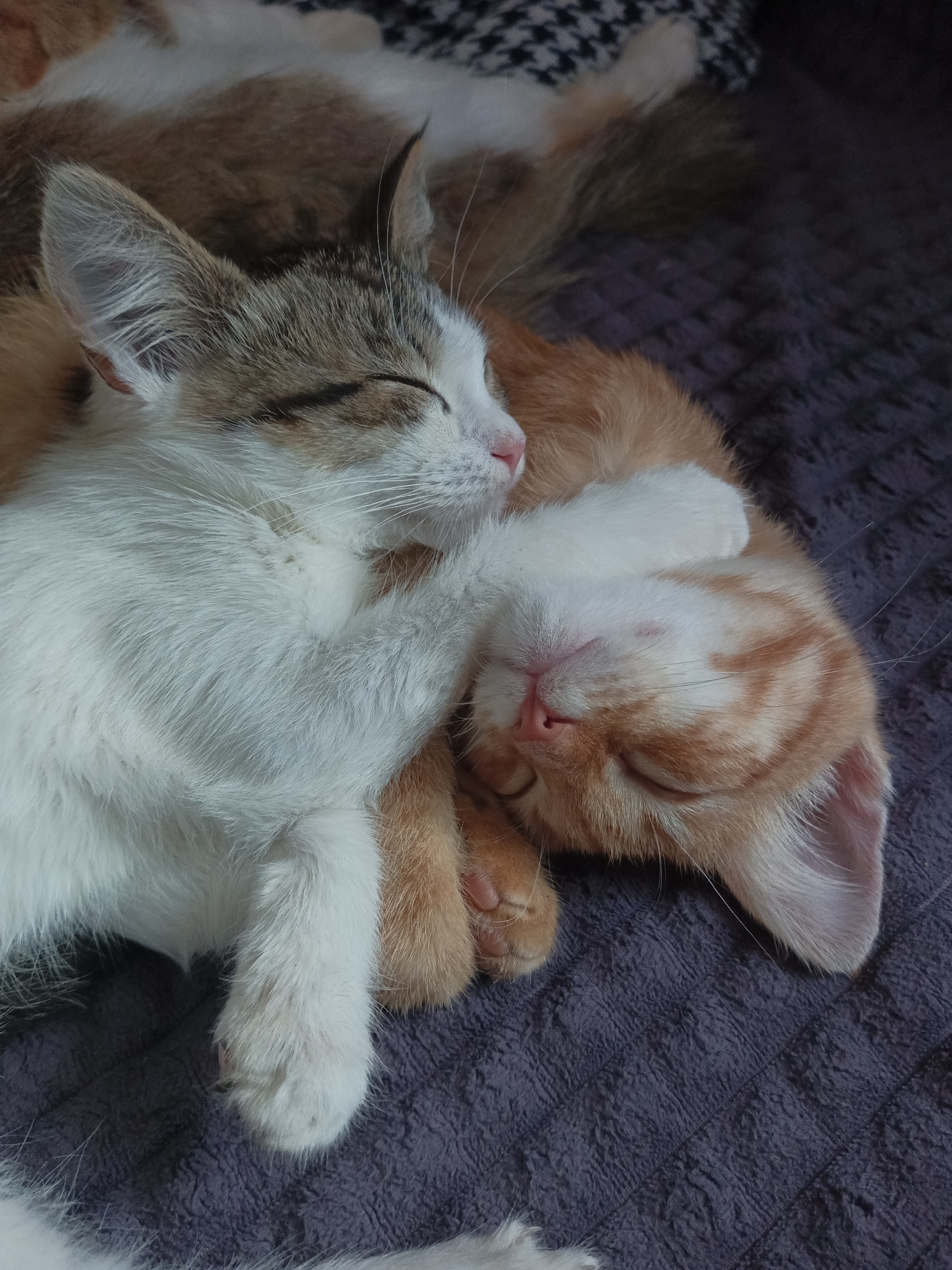 Two young cats are sleeping cuddled together on a dark purple textured surface. The cat in the foreground is orange and white with tabby markings on its face. Its head is tilted back, resting on its paw, and its eyes are closed. Its nose is pink, and its whiskers are visible. The cat behind it is white and grey with brown tabby markings. Its head is nestled against the orange and white cat, and its eyes are also closed. Its pink nose and white whiskers are visible. Both cats appear to be sleeping peacefully, with their fur soft and fluffy. The background is dark and out of focus, with a hint of a patterned fabric visible at the top. The image is a close-up shot, focusing entirely on the two sleeping kittens. There is no indication of the city of Shumerlya, Russia, in this image.