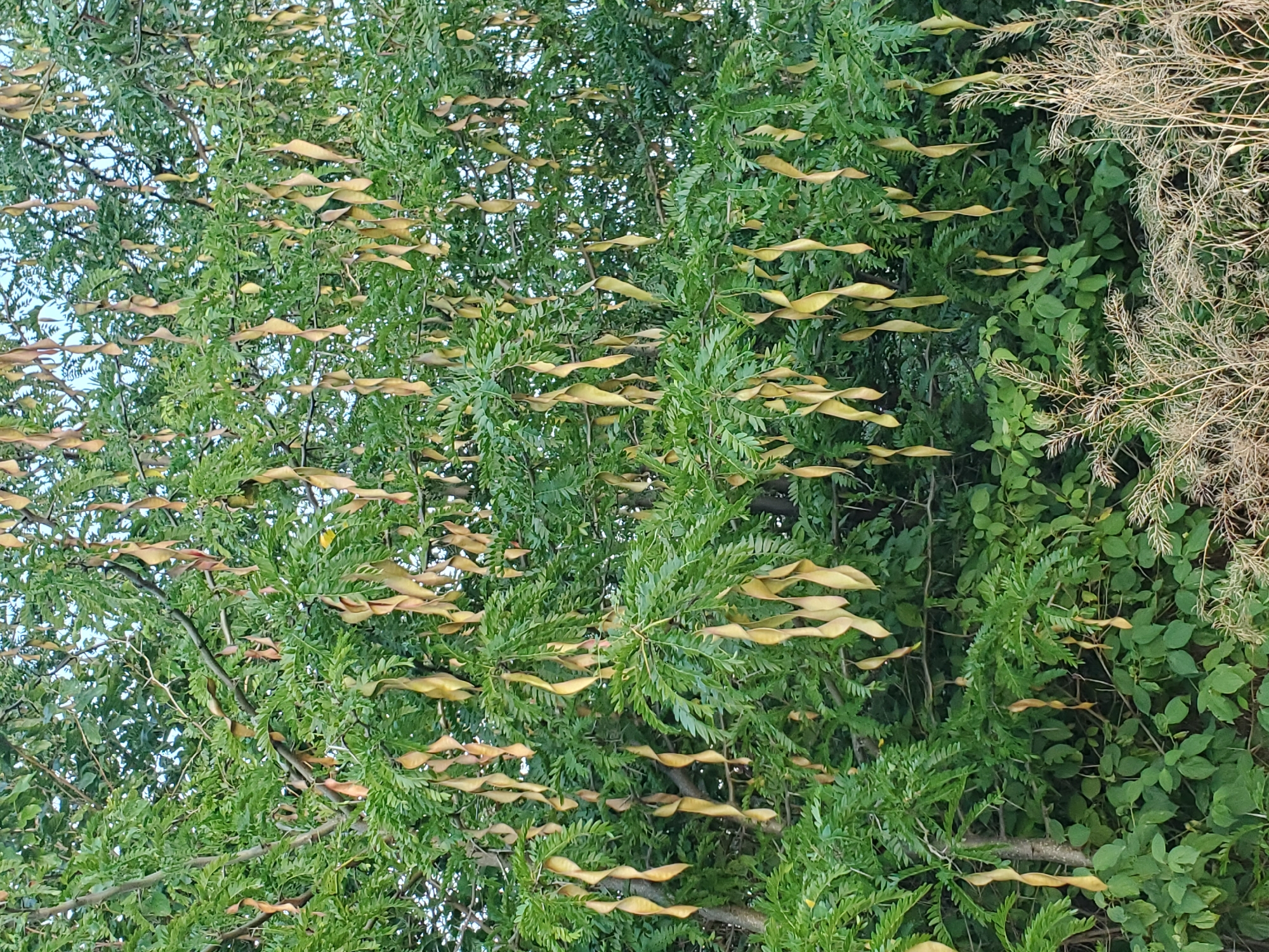 The image shows a close-up of a tree with numerous hanging seed pods. The tree has abundant green foliage, and the seed pods are elongated, twisted, and have a pale yellow to light brown color. Some pods appear to be partially opened, revealing their contents. The background consists of more greenery, suggesting the tree is outdoors in a natural or semi-natural setting. In the lower right corner, dry, wispy grasses are visible. The scene is static and does not depict any people or actions. The location is not specified.
