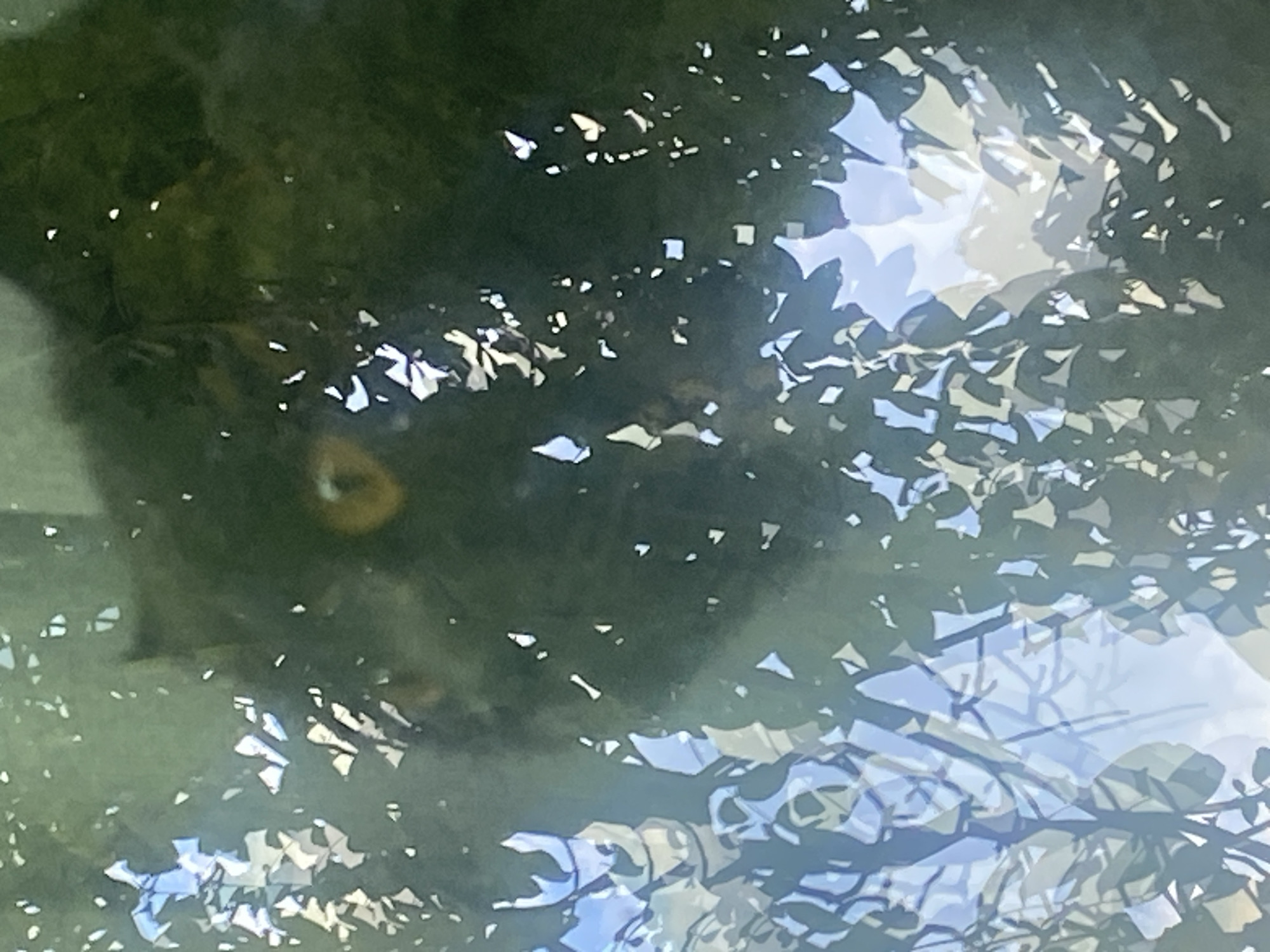 The image, taken in Târgu Neamț, Romania, shows a close-up view of a cat's face peering through foliage. The cat has yellow eyes and is partially obscured by leaves and branches. Sunlight filters through the leaves, creating dappled light and shadow effects on the cat and its surroundings. The background is a mix of dark green foliage and bright blue sky, suggesting an outdoor setting.