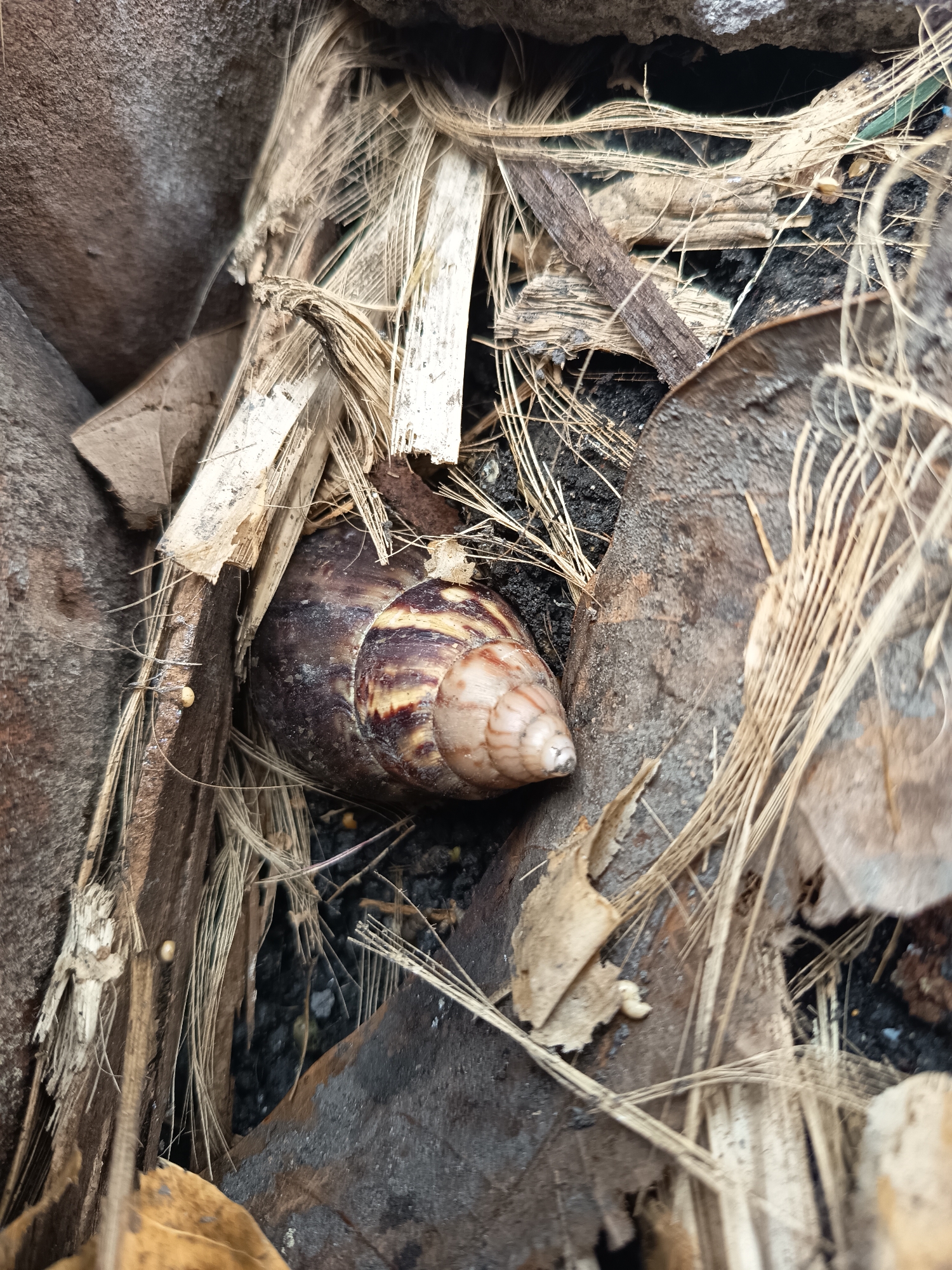 A close-up, top-down view shows a large, brown and tan-striped snail nestled amongst dried plant matter and decaying leaves. The snail's shell is coiled and textured, with distinct bands of color. The surrounding debris consists of thin, straw-like fibers, larger brown leaf fragments, and some darker, bark-like pieces. The background appears to be dark soil. The scene is located in Sugio, Indonesia.