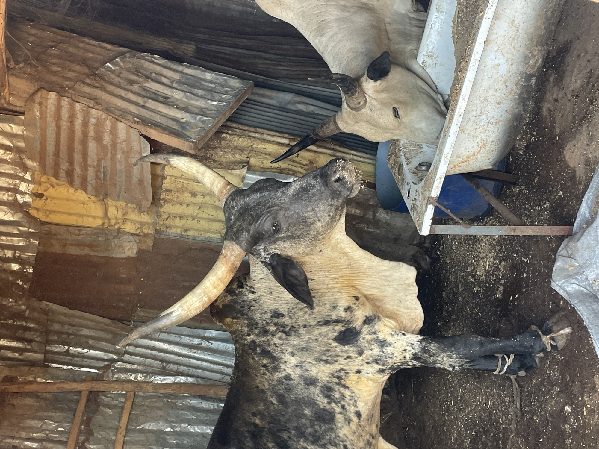 The image shows two Ankole-Watusi cattle in what appears to be a shed with a corrugated metal roof. One cow, with a cream-colored coat, is eating from a metal trough. The second cow, predominantly dark gray with cream-colored patches, has its front legs bound together with rope. The setting seems to be rural or agricultural, possibly in Bukuru, Nigeria.
