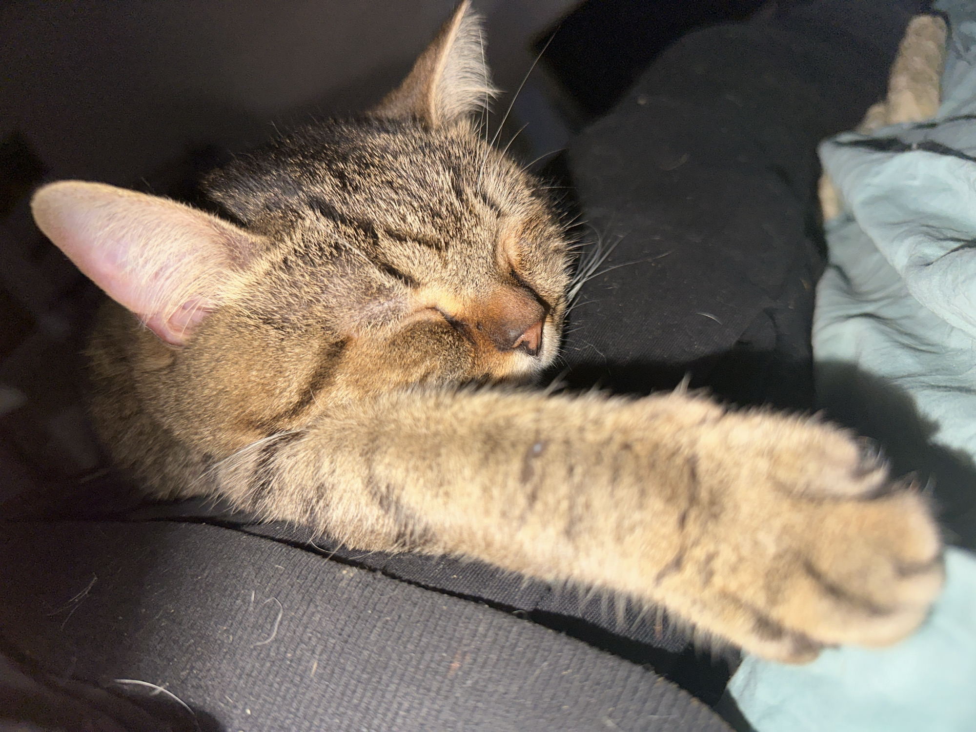 The image shows a close-up of a tabby cat sleeping, with its head resting on a dark fabric surface, possibly clothing or upholstery. The cat's body is draped over a crumpled light blue fabric, possibly a blanket or sheet. The cat's right paw is extended forward, resting on the light blue fabric. The cat's fur is a mix of brown, black, and tan stripes. Its eyes are closed, and its ears are perked slightly. The background is dark and out of focus, suggesting an indoor environment. There is no identifiable information to suggest this image was taken in Moscow, Russia.