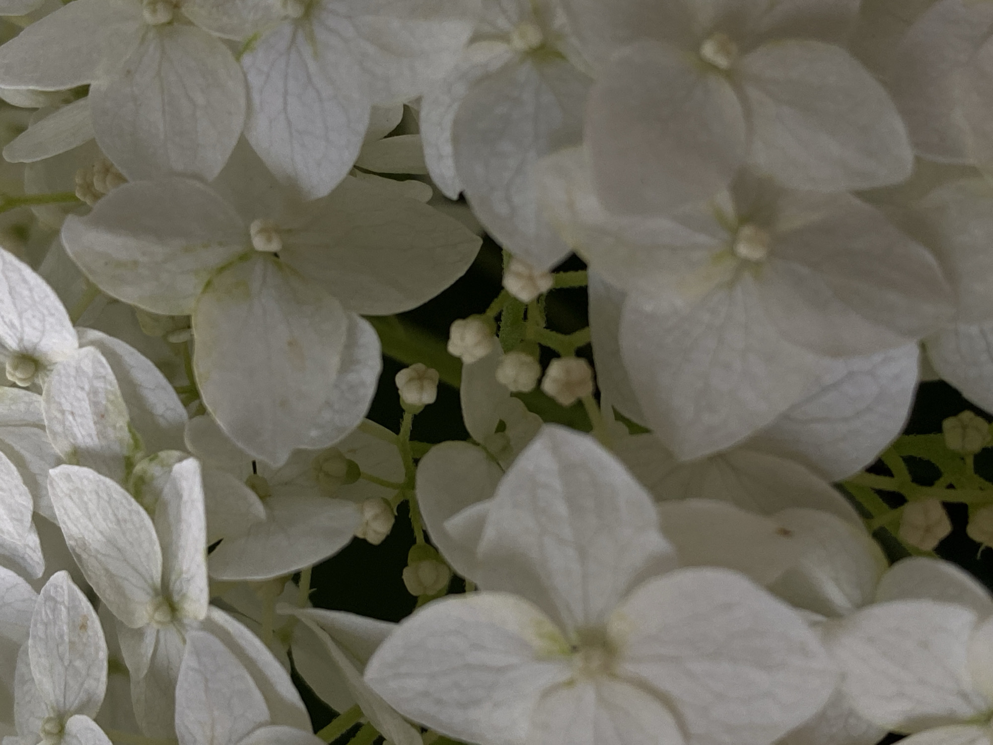 The image is a close-up, overhead shot of a cluster of white hydrangea flowers. The petals are delicate and slightly translucent, with visible veins. Some of the flowers are in full bloom, while others are still in bud form. The background is dark, creating a stark contrast with the bright white flowers. There are no people or discernible city elements in the image.