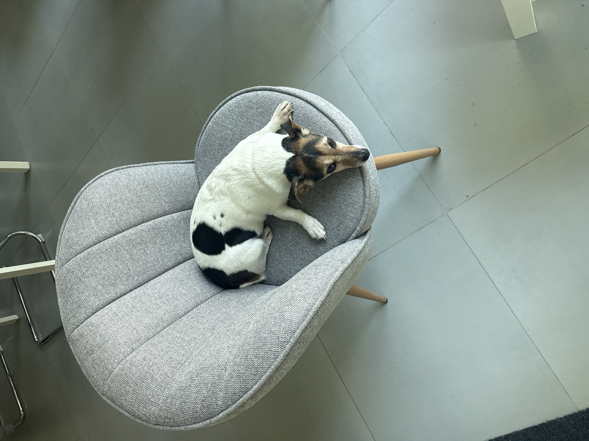 A Jack Russell terrier lies curled up on a grey upholstered chair with wooden legs, positioned on a grey tile floor. The dog has a predominantly white coat with black spots on its back and brown markings on its face and ears. The chair is set against a neutral backdrop of grey tiles, with a partial view of a chrome-legged object in the lower-left corner and a white leg of a furniture item in the upper-left. The environment appears to be an indoor space, likely a room in a building. There is no information to suggest the location is in Varna, Bulgaria.