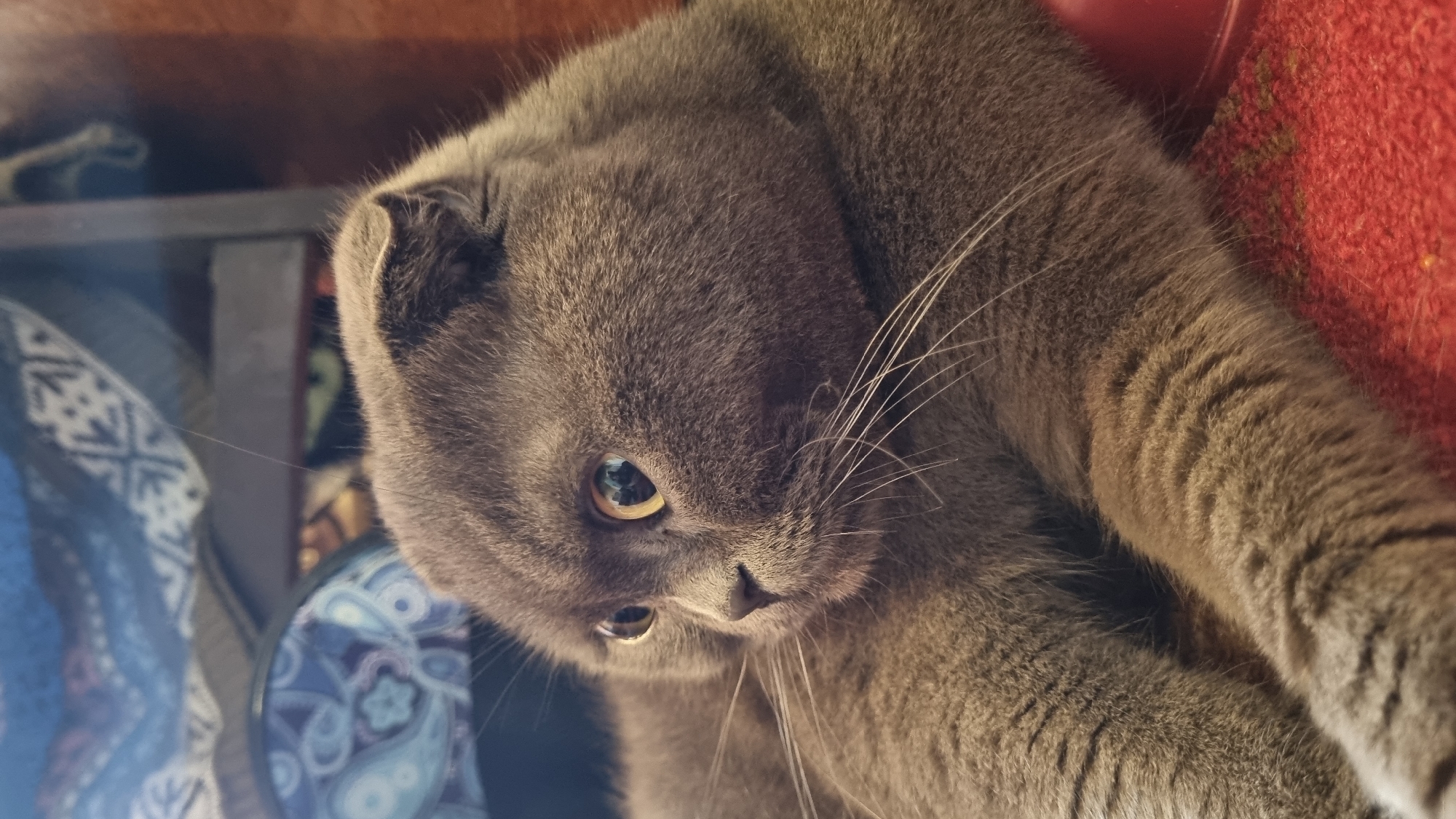 A grey Scottish Fold cat is lying down on a red surface. The cat's ears are folded down, and its eyes are wide open, looking to the left. The cat has white whiskers that extend outwards. In the background, there are out-of-focus patterned fabrics and a wooden surface. The scene appears to be indoors.