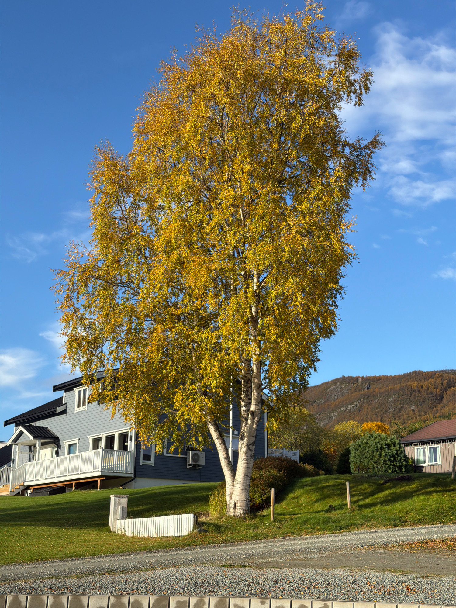 This image depicts a scene in Storsteinnes, Norway, featuring a large birch tree with vibrant yellow autumn foliage prominently in the foreground. The tree stands on a grassy slope, with its trunk showing distinctive white bark. Behind the tree, a modern, light blue house with a white railing and a dark roof is visible. The house has several windows and an air conditioning unit mounted on its side. Further in the background, a wooded hillside displays autumn colors, with a mountain range in the distance under a clear blue sky with scattered white clouds. A portion of another house with a reddish-brown roof is visible on the right side of the frame. The immediate foreground shows a gravel driveway and a low wall constructed of concrete blocks. There are no people visible in the image. The overall atmosphere is one of a serene autumn day in a residential area.