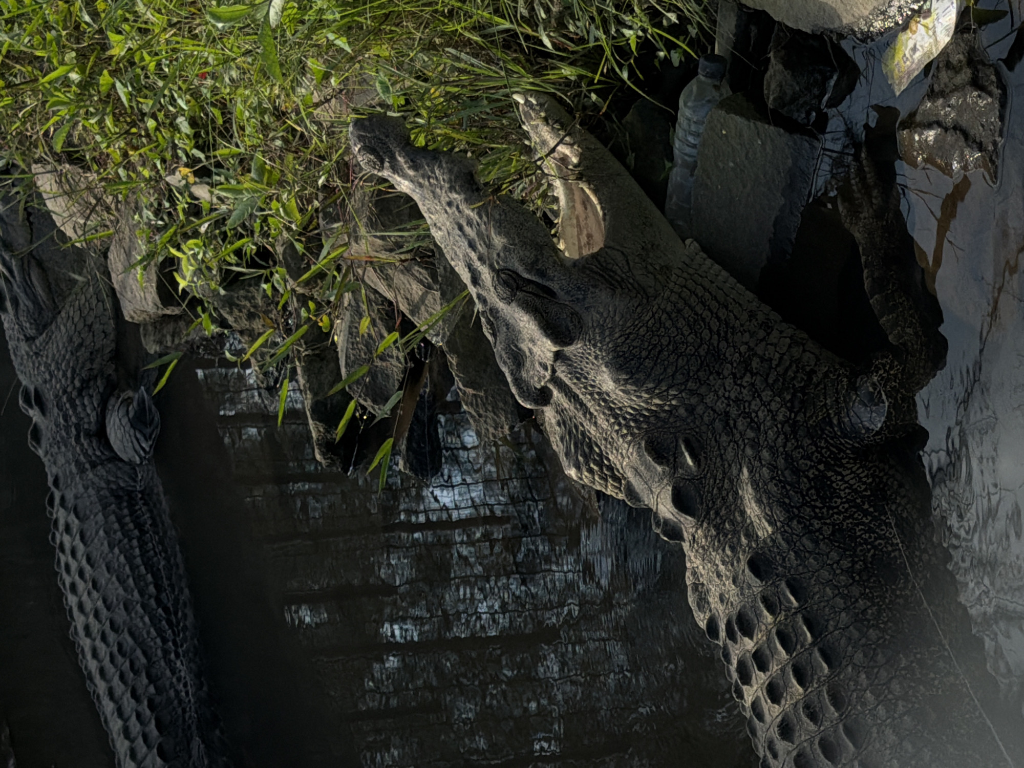 Two crocodiles are partially submerged in dark water near a grassy bank. The crocodile in the foreground has its mouth open, revealing the inside of its jaw and teeth. Its scaly skin is visible, showing rows of raised bumps and a textured surface. The second crocodile is to the left and mostly submerged, with only its back and head visible, also covered in scales. The background consists of rocks, green vegetation, and reflections in the water. A plastic water bottle is also visible near the rocks on the right side of the image. The scene appears to be in a natural environment, possibly a river or swamp, given the water, rocks, and vegetation. The lighting suggests it could be daytime, with shadows indicating the sun is present. There is no visible text in the image.