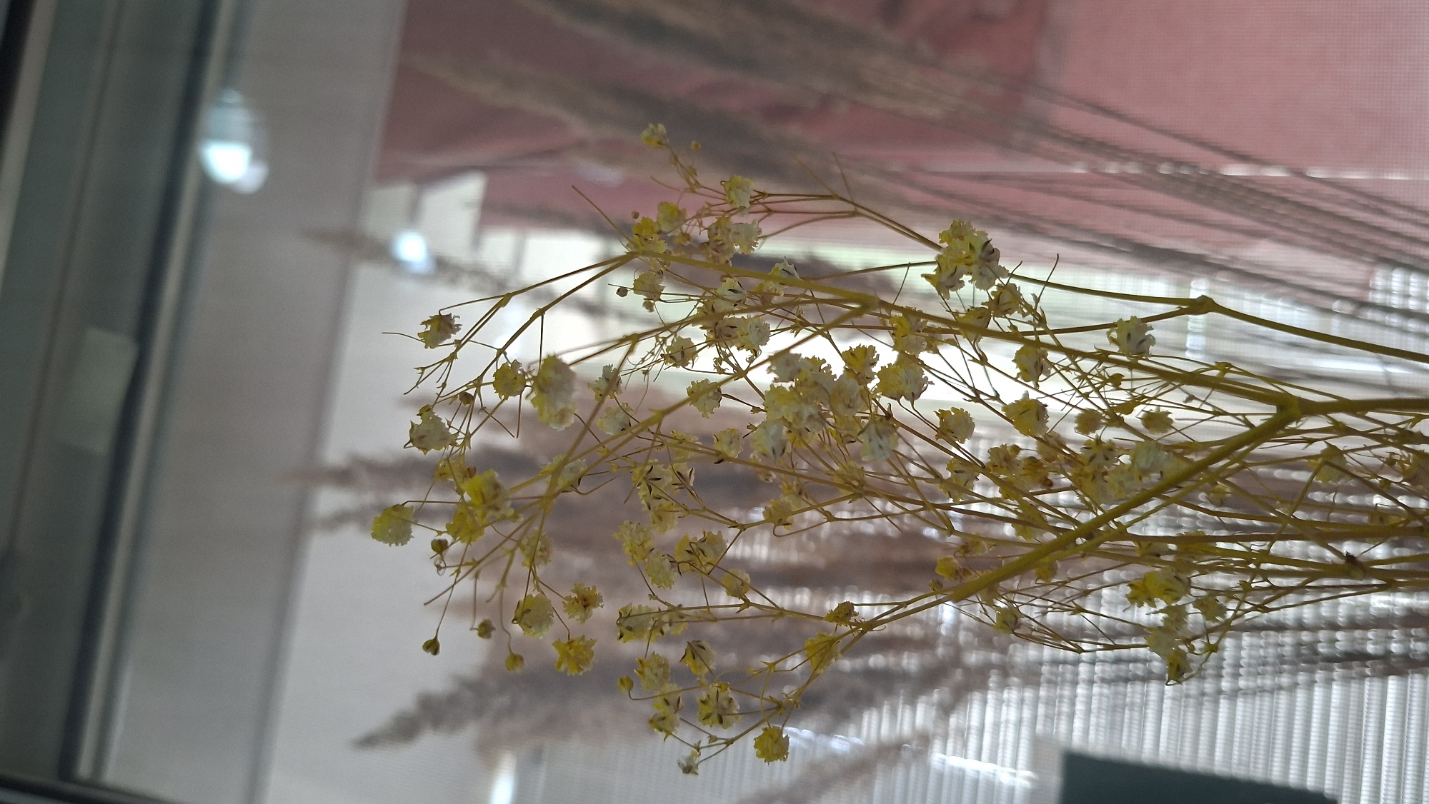 The image shows a close-up view of dried gypsophila flowers with white and yellow petals and thin brown stems, set against a blurred background. The background appears to be a window with reflections of light fixtures and other objects. A sheer, patterned curtain in shades of brown and red is also visible in the background. The location is the city of Chaikovsky, Russia, but this information is not discernible from the image itself.