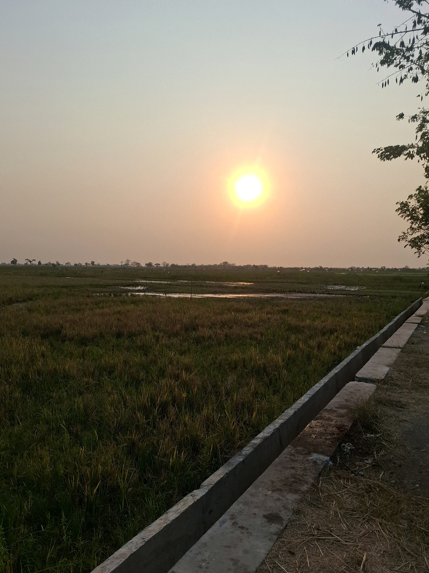 A sunset scene is captured in a rural area, likely near Pecangaan, Indonesia, given the context of rice fields common in such regions. The sun, a bright, warm orb, is positioned in the upper center of the frame, casting a soft, hazy glow across the sky. The sky transitions from a pale blue at the top to a warm, orange hue closer to the horizon.
In the foreground, a pathway with a concrete drainage channel runs diagonally from the bottom right towards the left. The pathway is covered in dry grass and some debris. Beyond the pathway lies a vast expanse of rice fields, characterized by dense, green stalks of rice. Pockets of water are visible within the fields, reflecting the muted light of the setting sun. In the distance, a treeline marks the horizon, with a few scattered structures suggesting a small village or settlement. A few trees, their branches bare or sparsely leaved, are visible on the far right edge of the image, silhouetted against the sky. The overall atmosphere is peaceful and serene, typical of a rural landscape at dusk.
