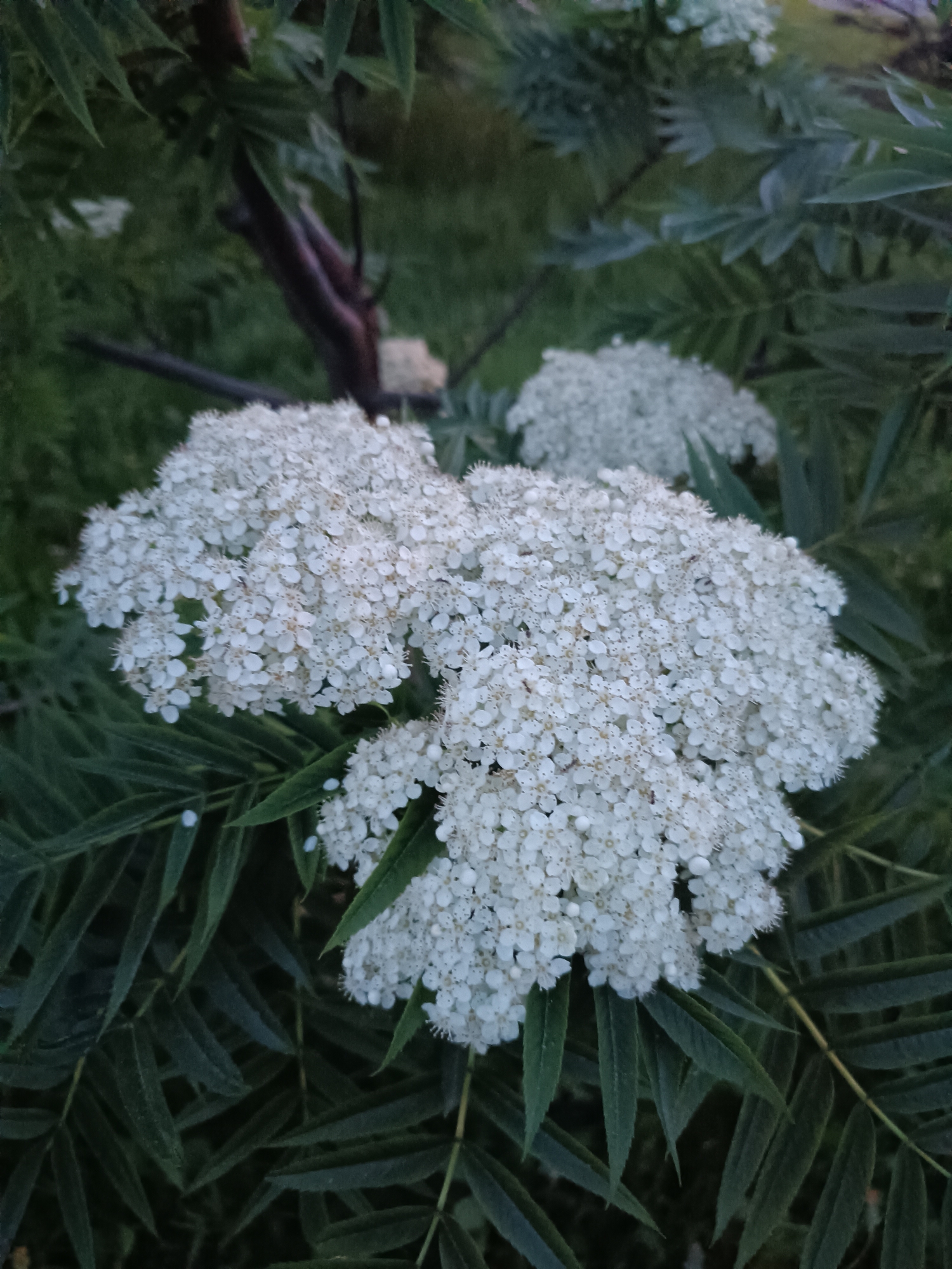 The image depicts a cluster of white flowers, likely Rowan or Mountain Ash (Sorbus aucuparia), set against a backdrop of dark green foliage. The scene is dimly lit, suggesting it might be twilight or a heavily shaded area. The location is labeled as Unknown, Unknown, offering no contextual information about the specific urban environment. There are no people visible, and the focus is solely on the botanical elements. The interaction is simply between the flowers and the foliage, existing together in their natural setting. The environmental details are limited to the immediate surroundings of the plant life, with the darkness implying further obscurity beyond the immediate area.