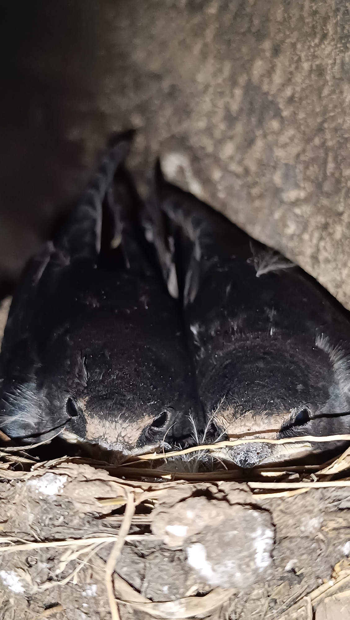 Two young birds, possibly swallows or martins, are nestled together in a nest. Their dark, fluffy bodies are pressed close, with their heads peeking out. Their beaks are slightly open, revealing a soft pink interior. The nest appears to be made of mud and straw, situated in a dark, sheltered alcove, possibly on a building. The lighting is dim, suggesting it may be dusk or night, or the nest is in a shaded area. The focus is sharpest on the birds' faces and the immediate nest material. The background is dark and out of focus, providing no discernible environmental context beyond the immediate nest structure. The location is unknown.