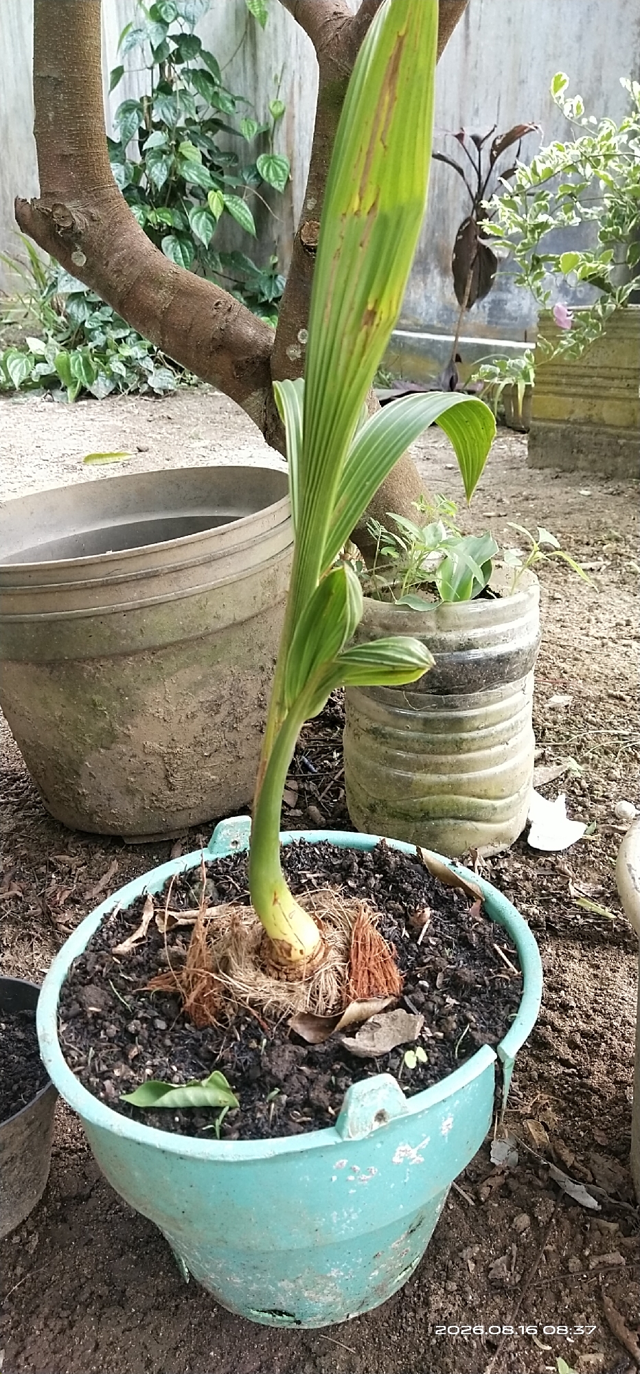 In Muka Haji, Indonesia, a small coconut sapling is planted in a turquoise pot with a cracked rim. The sapling, with its characteristic fibrous husk around its base, displays a single, uncurled green leaf with faint reddish-brown streaks. The pot sits on dark, dry soil mixed with organic debris. In the background, a large, weathered gray pot is visible, along with other smaller planters containing greenery. The scene is framed by the trunk of a mature tree, whose branches stretch into the upper portion of the image, partially obscuring lush green foliage. The overall setting suggests an outdoor garden or yard.