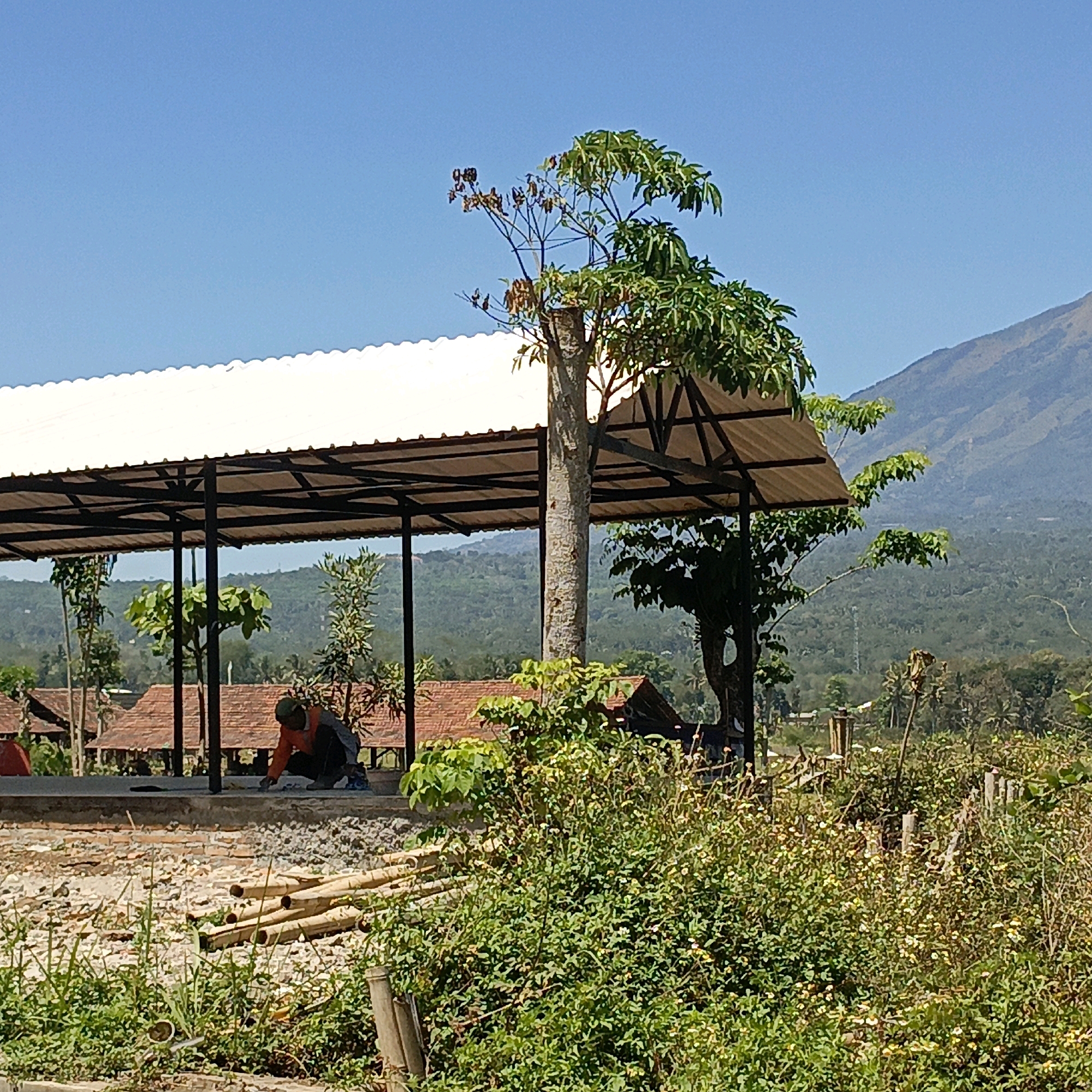 The image depicts a bright, sunny day in Jombor, Indonesia. In the foreground, a pile of bamboo poles lies on gravelly ground, surrounded by green vegetation and some small yellow flowers. Behind the bamboo, a person wearing an orange shirt and a green cap is crouched, appearing to be working on the ground under a large, open-sided structure. This structure has a white, corrugated roof supported by dark metal beams and poles. Several trees are visible, including one with a thick trunk positioned prominently in front of the structure. In the midground, red-tiled roofs of buildings are visible. The background features rolling green hills and a mountain under a clear blue sky. The scene suggests an outdoor construction or agricultural setting.