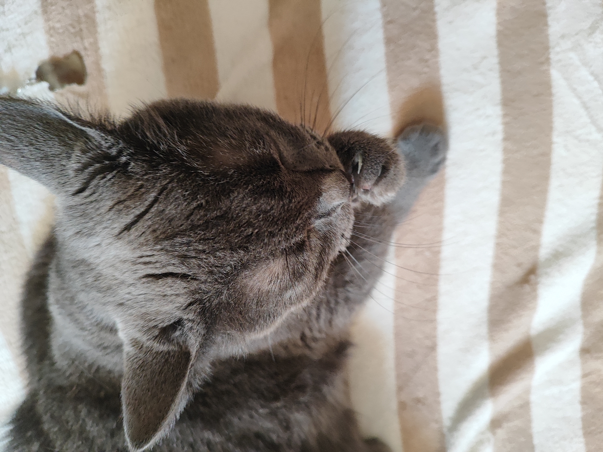 An overhead, close-up shot captures a gray cat napping on a striped blanket. The cat is curled up on its side, with its head tilted and one paw raised to its face, appearing to be sleeping soundly. The blanket is light brown and cream, with wide, alternating stripes. The image is a casual, indoor shot, with no discernible elements placing it in Pavlodar, Kazakhstan.