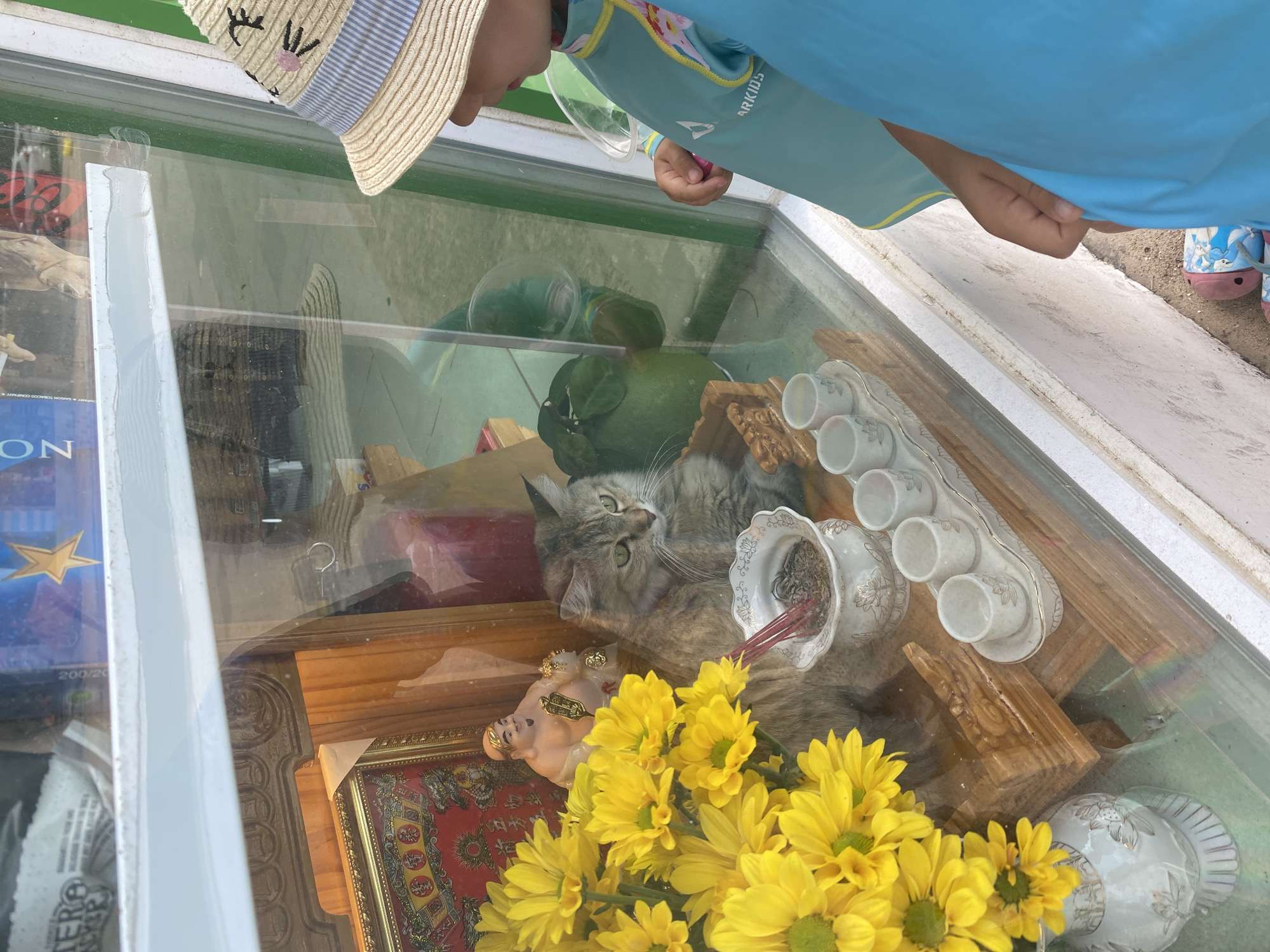 A young child wearing a straw hat with bunny ears and a blue rash guard stands outside a shop window in Mũi Né, Vietnam, looking in at a display. Inside the window, a gray tabby cat sits in front of a small wooden altar. The altar holds a framed picture with red and gold embellishments, a small statue of a jovial, plump man, and a white ceramic incense holder with three burning red incense sticks. To the left of the altar are a bouquet of bright yellow chrysanthemums in a white vase. To the right of the cat, a green, melon-shaped object sits on the floor, and a row of five small, white ceramic cups with delicate floral designs are arranged on a white tray. The shop's exterior is painted green and white.