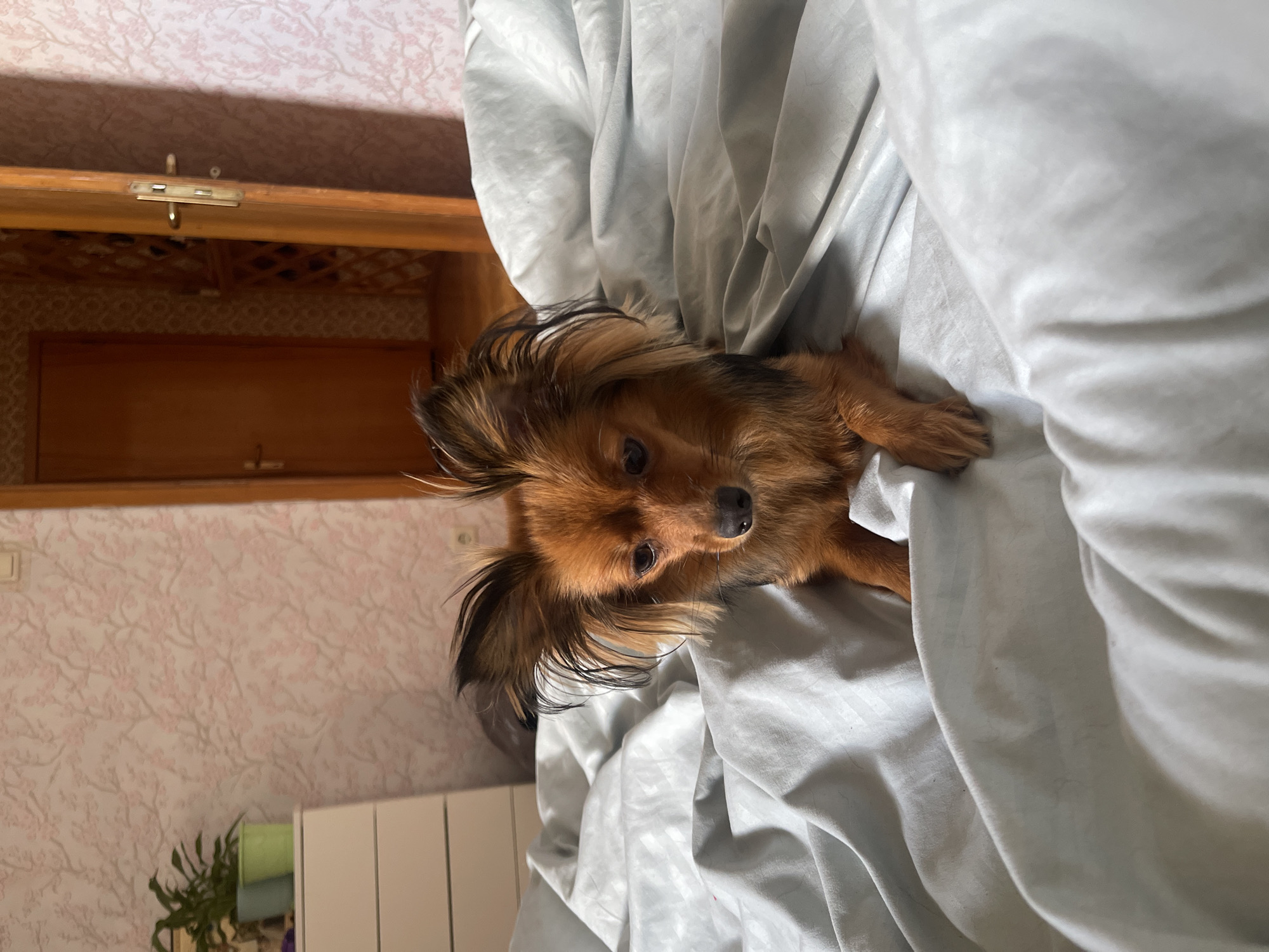 The image depicts a small, tan-colored dog with large ears lying on a rumpled, light blue duvet. The dog is positioned centrally in the frame, looking downwards with a slightly sad expression. The background consists of a wall with pink floral wallpaper and a wooden door slightly ajar, revealing a glimpse of another room with patterned wallpaper. To the left, a white chest of drawers is visible with two potted plants on top. The scene appears to be an indoor setting, likely a bedroom, in a residential location.