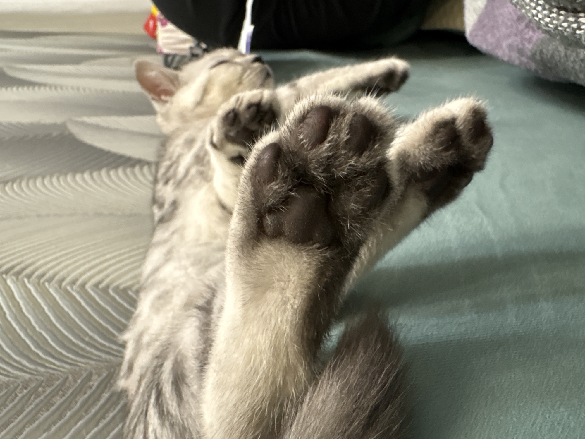 An indoor photograph features a small, light grey tabby cat lying comfortably on its back, appearing to be asleep or deeply relaxed. The cat is stretched out, with its front paws raised upwards, prominently displaying its dark paw pads and fluffy fur. Its eyes are closed, and its head is tilted slightly back, conveying a state of peaceful slumber. The cat's fur is a silver-grey with subtle tabby markings.
The feline rests on two distinct surfaces: a light-colored textile with a prominent wave-like or concentric quilted pattern on the left, and a plain teal or blue-green blanket extending beneath the cat and to the right. The background includes blurred dark fabrics and a hint of a multicolored object. The lighting is soft and diffused, creating a serene atmosphere. There is no visible text. The implied location context is Izhevsk, Russia.