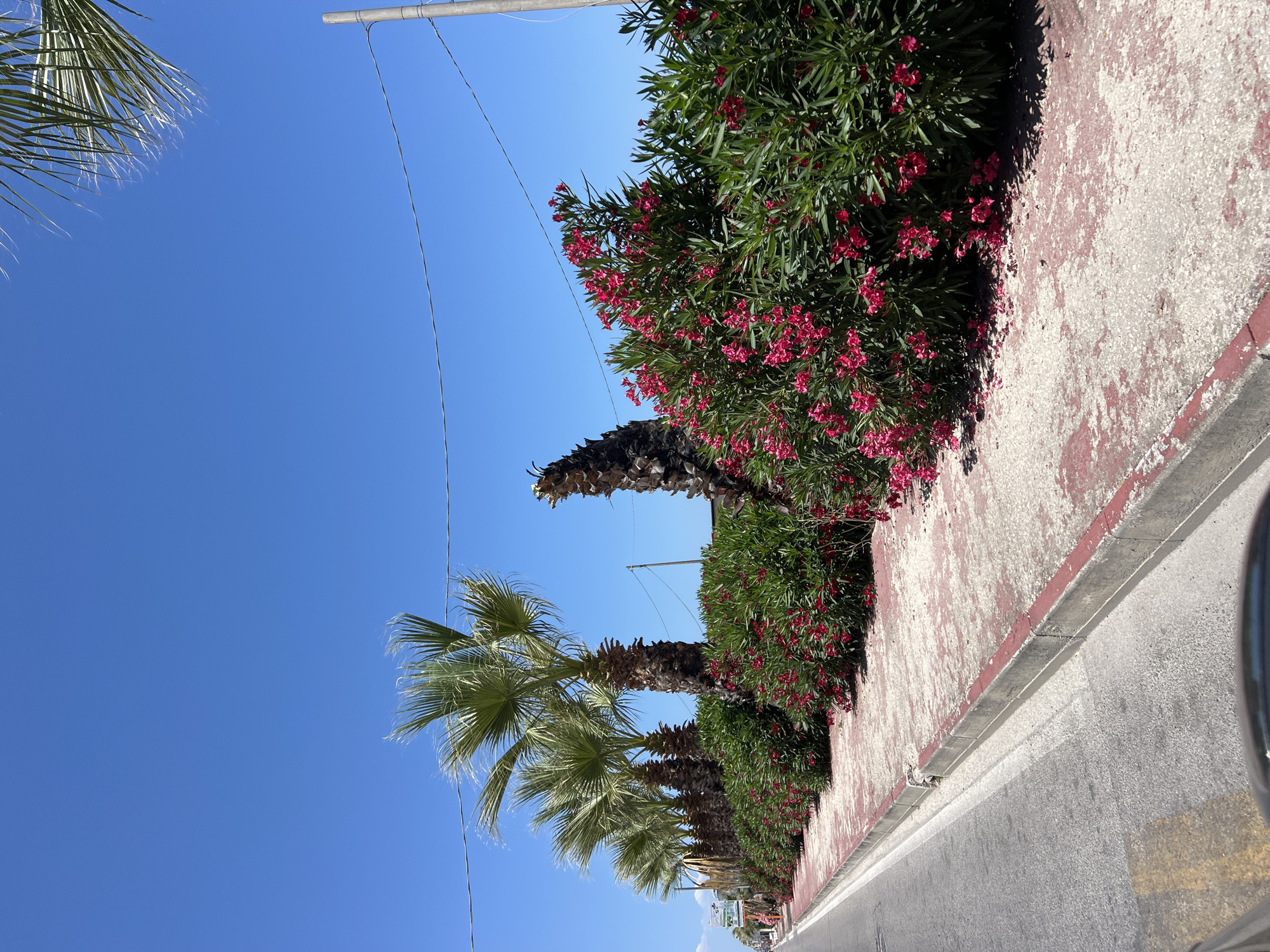 A low-angle, outdoor, vertical shot captures a sunny day in Margherita di Savoia, Italy, likely in the late morning or early afternoon given the bright sunlight and clear blue sky. The scene depicts a paved walkway lined with lush green oleander bushes in full bloom with vibrant pink flowers. Tall palm trees with feathery fronds stand behind the oleanders, their rough, textured trunks visible. Overhead, electrical wires crisscross the sky, supported by a metal pole.
The walkway itself appears to be made of a textured, light-colored material with pinkish-red accents along its edge, suggesting it might be a promenade or sidewalk. A concrete curb separates the walkway from an asphalt road, visible in the lower right corner of the frame, marked with a yellow line. The overall atmosphere is one of a warm, inviting Mediterranean climate, typical of coastal Italian towns. There is no visible text in the image. No people or specific activities are depicted, focusing instead on the natural elements and the urban setting.