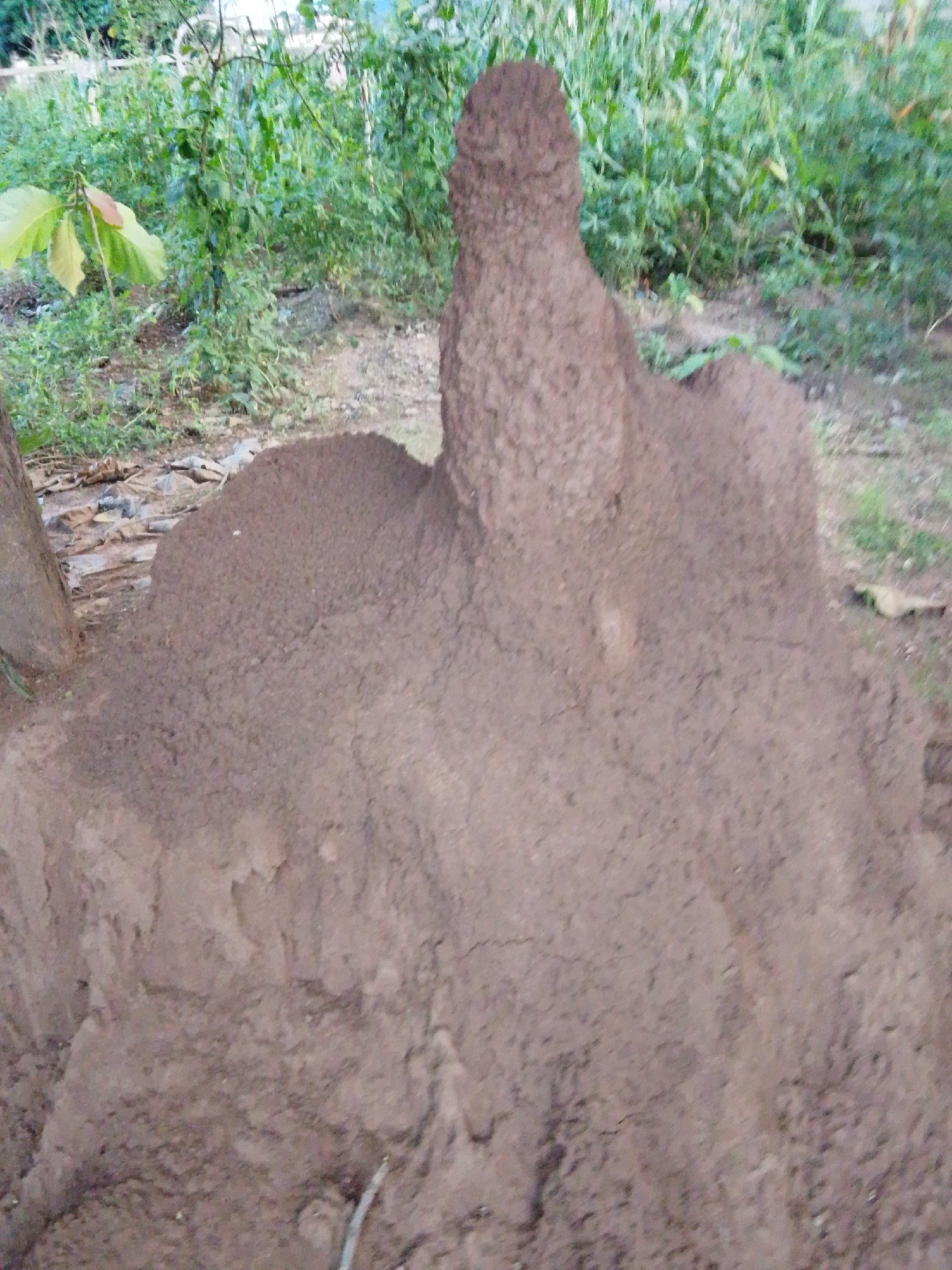 The image shows a termite mound in a natural outdoor setting. The mound is a large, conical structure made of earth, with a textured surface that suggests it is actively inhabited. The mound dominates the foreground and midground of the image, appearing as the primary subject.
In the background, lush green vegetation can be seen, consisting of leafy plants and taller foliage, possibly trees or crops. The ground around the mound is covered in dirt and some scattered debris, including what appears to be dry leaves or twigs. The scene suggests a rural or natural environment, consistent with the location context of Serti, Nigeria.
There are no people visible in the image. The lighting suggests it is daytime, with diffuse light, implying possibly an overcast sky or the shade of surrounding trees. There are no discernible emotions conveyed by the inanimate subjects. No text is visible in the image. The overall impression is one of nature's quiet industry, with the termite mound standing as a prominent example of its work.