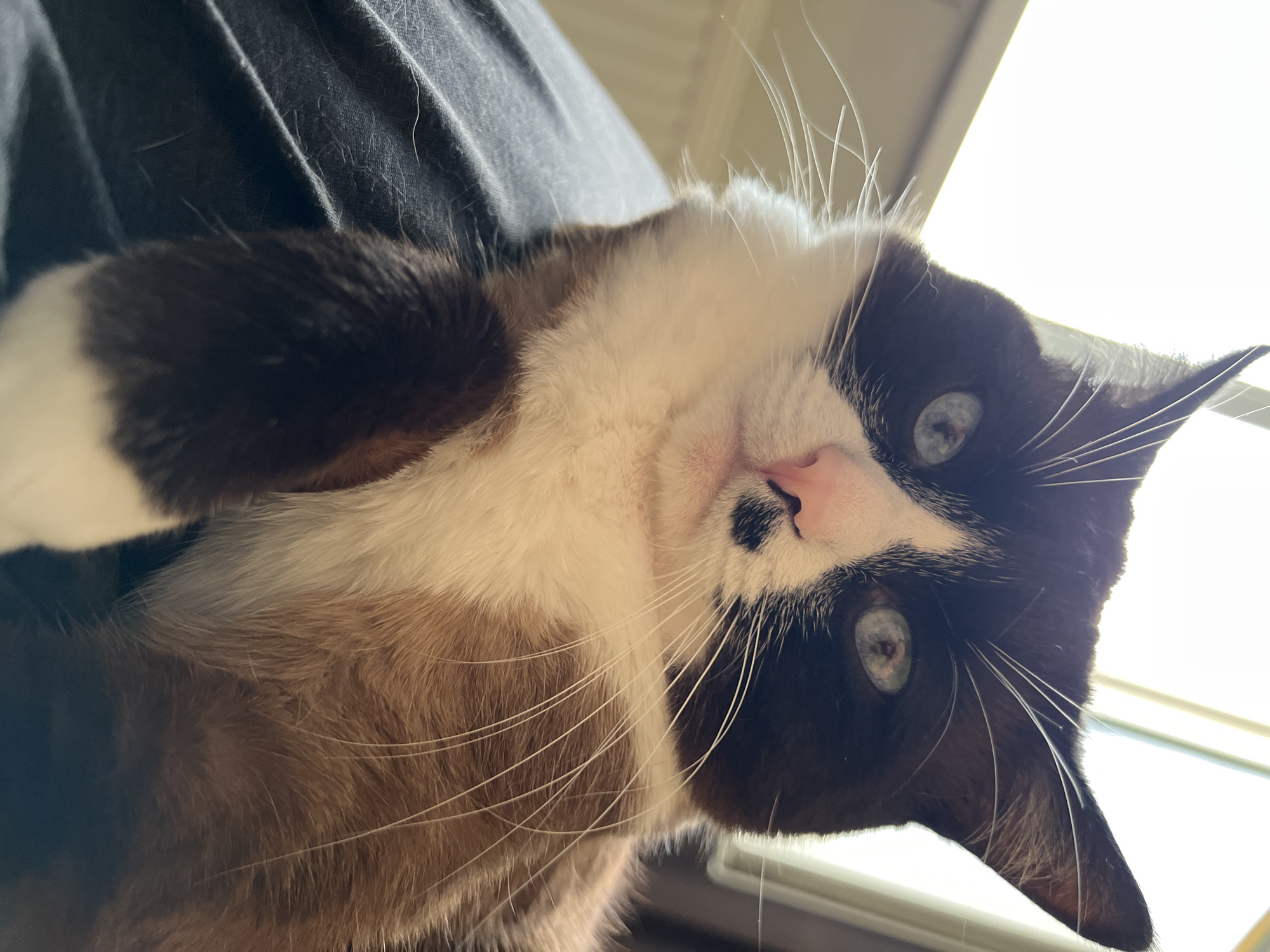 The image shows a close-up of a domestic cat lying down, possibly on a person's lap, as indicated by the dark fabric in the foreground. The cat has a distinctive tuxedo coat pattern with black and white fur, and brown patches on its body. Its eyes are light blue and appear to be looking directly at the camera. The cat has prominent white whiskers and a pink nose with a small black marking. The background is out of focus and appears to be indoors, with hints of natural light coming from a window or bright area. There is no visible indication of the city of Noviy, Russia.