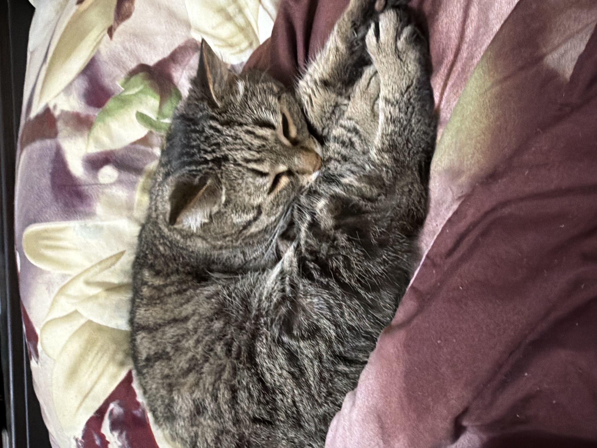 A tabby cat is curled up and sleeping on a bed. The cat is positioned on a bedding with a floral pattern and partially covered by a maroon blanket. The location of the image is unknown and not identifiable as Izhevsk, Russia.
