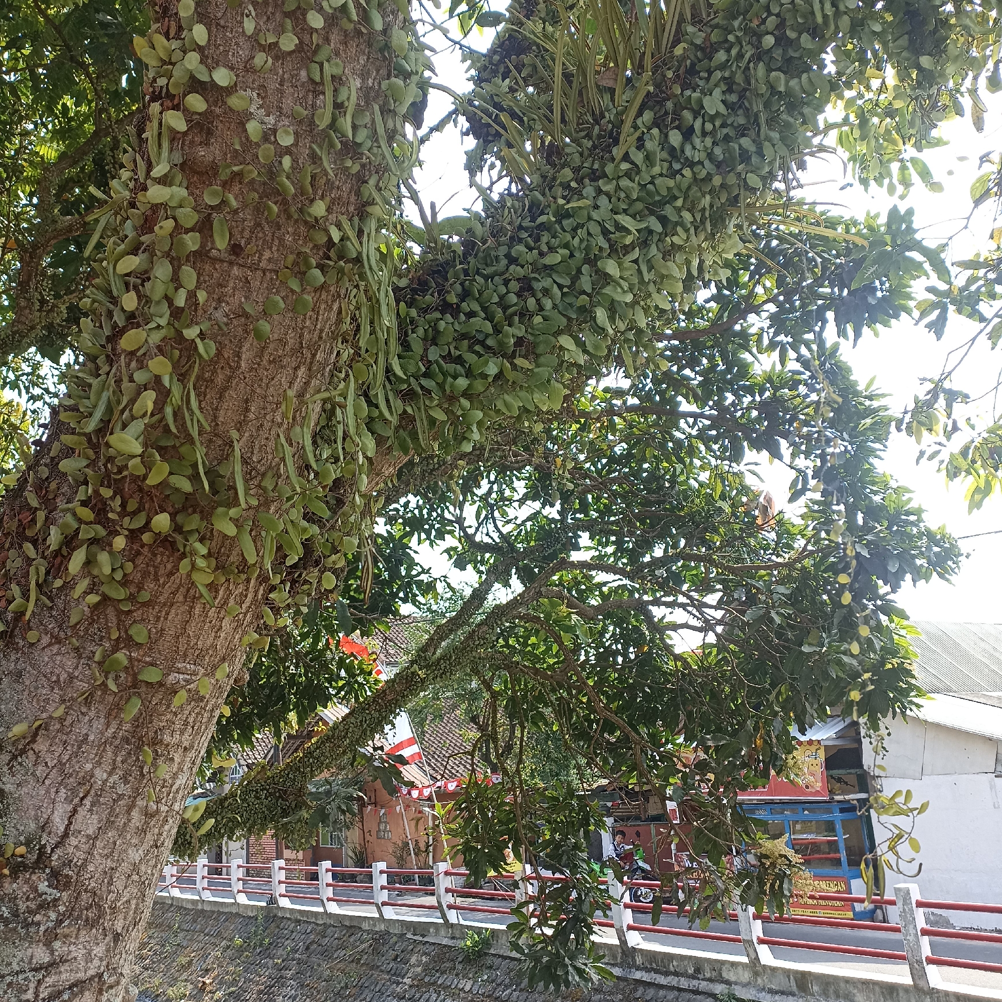 The image depicts a large tree trunk on the left, covered with small, round, green leaves of a creeping plant. The tree trunk is textured and shows signs of age. The branches of the tree extend upwards and to the right, also heavily laden with the same creeping plant's foliage. In the background, a street runs horizontally, bordered by a white and red railing. Beyond the street, several buildings are visible. One building has a terracotta-colored facade with white window frames and a tiled roof. Another building is white with a grey corrugated roof. Several small flags with red and white stripes are visible on the terracotta building, suggesting a possible celebration or national holiday in Indonesia. A few individuals are on or near the street. One person is riding a green motorcycle, and another person appears to be standing near a small stall or shop. The overall scene is outdoors on a sunny day. Based on the architecture, the flags, and the presence of people dressed in casual clothing, the location is consistent with an urban or semi-urban setting in Magelang, Indonesia. The presence of the red and white flags could indicate a commemoration of Indonesian Independence Day.