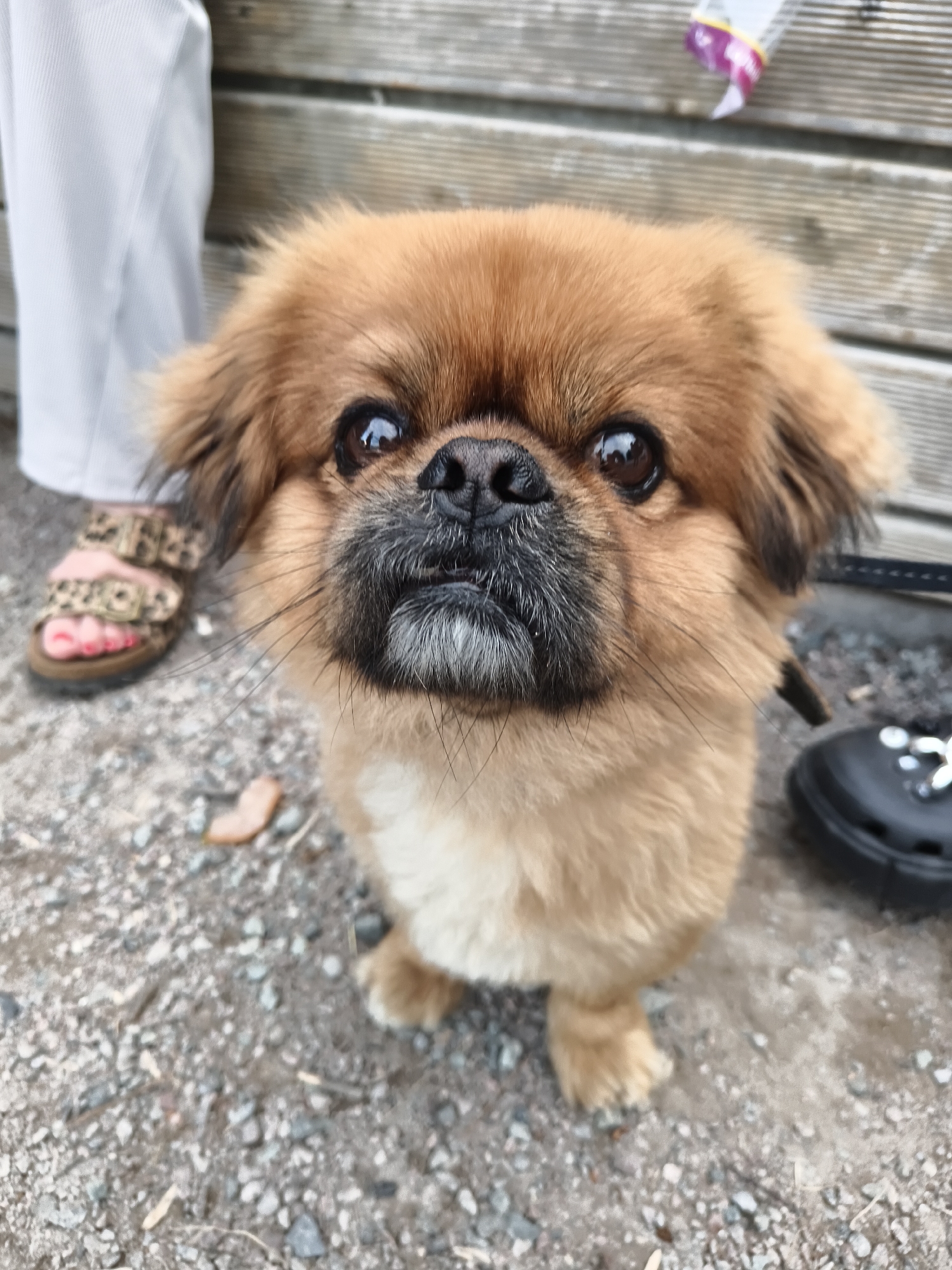 A close-up, eye-level shot shows a small, fluffy, tan dog with large, dark eyes and a black nose. The dog is looking directly at the camera. Its muzzle is darker than the rest of its fur, with some gray whiskers. The dog's body is mostly out of frame, but a paw is visible in the lower right corner. The background consists of a wooden wall and a gravelly surface. To the left of the dog, a person's legs are visible, wearing white pants and tan sandals with a leopard print strap. A black shoe is on the ground to the right of the dog. The overall environment appears to be outdoors, possibly in a park or yard.