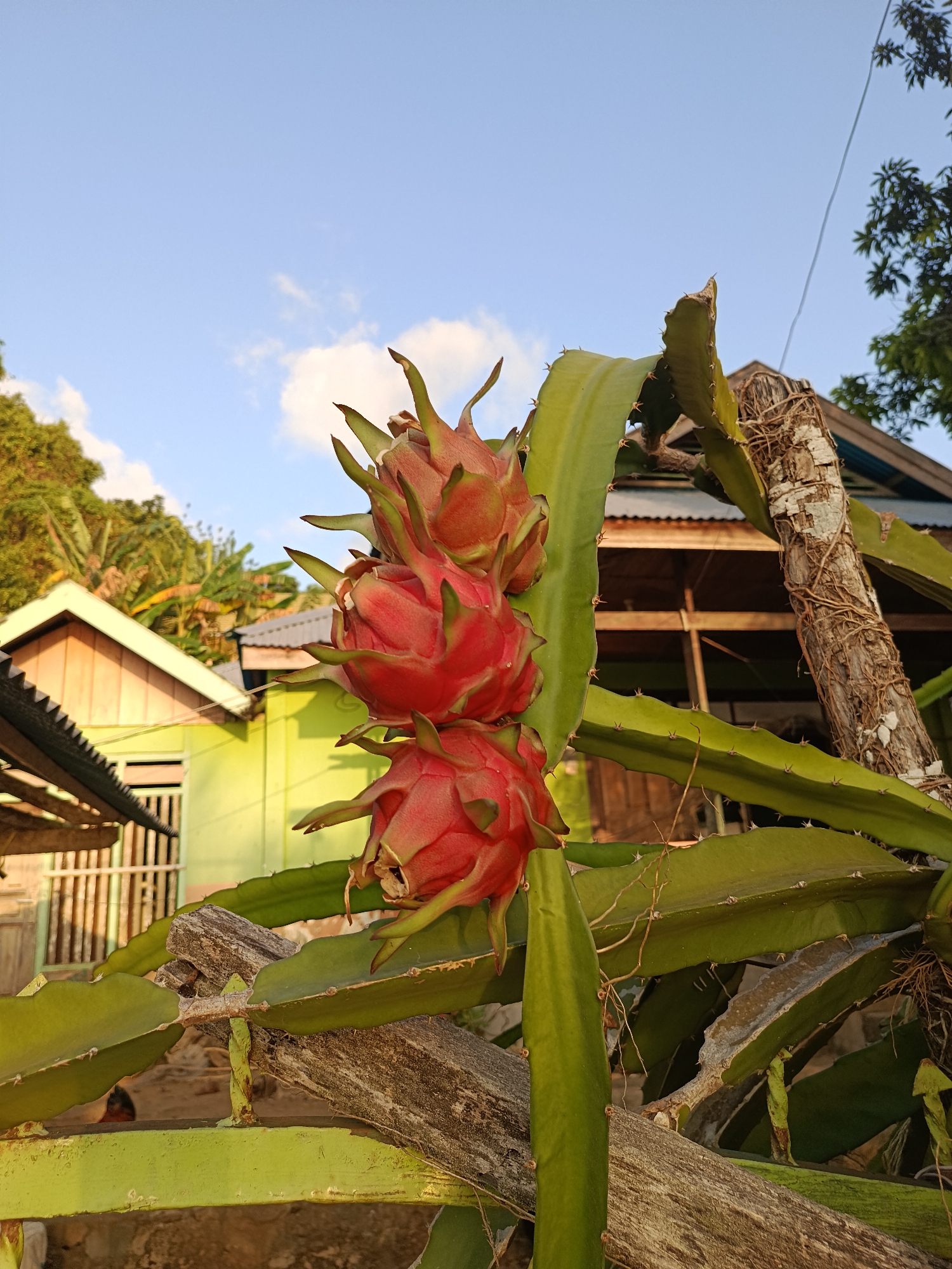 In Mansalean, Indonesia, a cluster of three ripe dragon fruits hangs from a vibrant green dragon fruit plant, its spiky leaves extending outwards. The fruits, with their striking red skin and green scale-like bracts, are positioned prominently in the foreground. Behind the fruit-bearing plant, a weathered wooden pole supports the vine, its surface etched with age and intertwined with thin roots. Further in the background, a brightly painted lime-green house with a corrugated metal roof is visible, suggesting a residential area. The sky above is a clear, pale blue, dotted with a few wispy white clouds. The scene is bathed in the warm, soft light of what appears to be late afternoon or early morning.