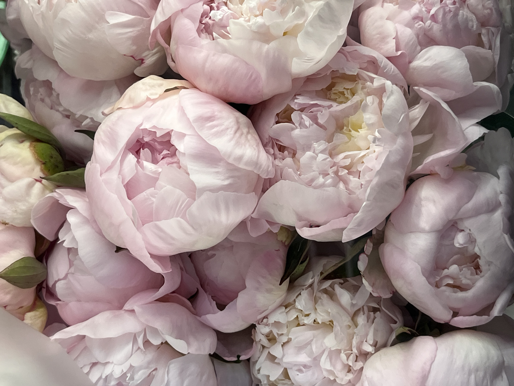 The image is a close-up, overhead view of a bouquet of soft pink peonies. The flowers are in various stages of bloom, with some tightly budded and others fully open, revealing delicate, layered petals. The lighting is soft, highlighting the subtle variations in color and texture of the petals. The background is dark and indistinct, making the flowers the sole focus of the image. There is no indication of the city of Krakow, Poland, in this image; it is a general still life of flowers.