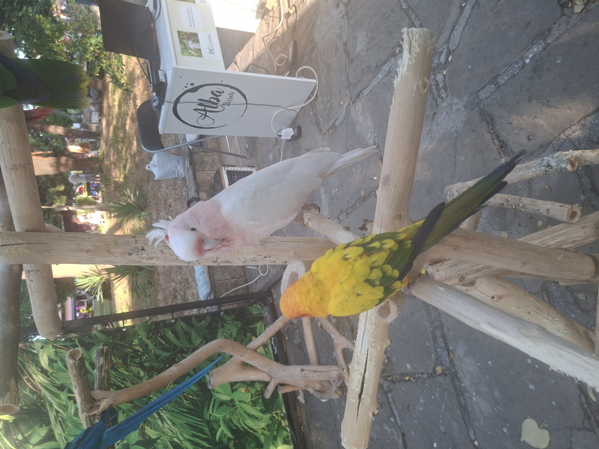 The image depicts an outdoor scene, likely in the city of Sozopol, Bulgaria, featuring two parrots perched on a wooden structure. In the foreground, a bright yellow and green parrot is positioned on a horizontal branch. To its right and slightly behind, a pale pink and white parrot with a crest is perched on a vertical wooden support.
In the background, a white stand with a logo that reads "Alba Parrots" is visible. On top of this stand, a laptop and other electronic devices are present, suggesting a business or information booth. Several people are present in the mid-ground and background, blurred and out of focus, suggesting they are moving or at a distance. The environment appears to be a park or an outdoor public space, with trees and foliage visible. The ground is paved with flagstones. The lighting suggests it is daytime, with sunlight casting shadows.