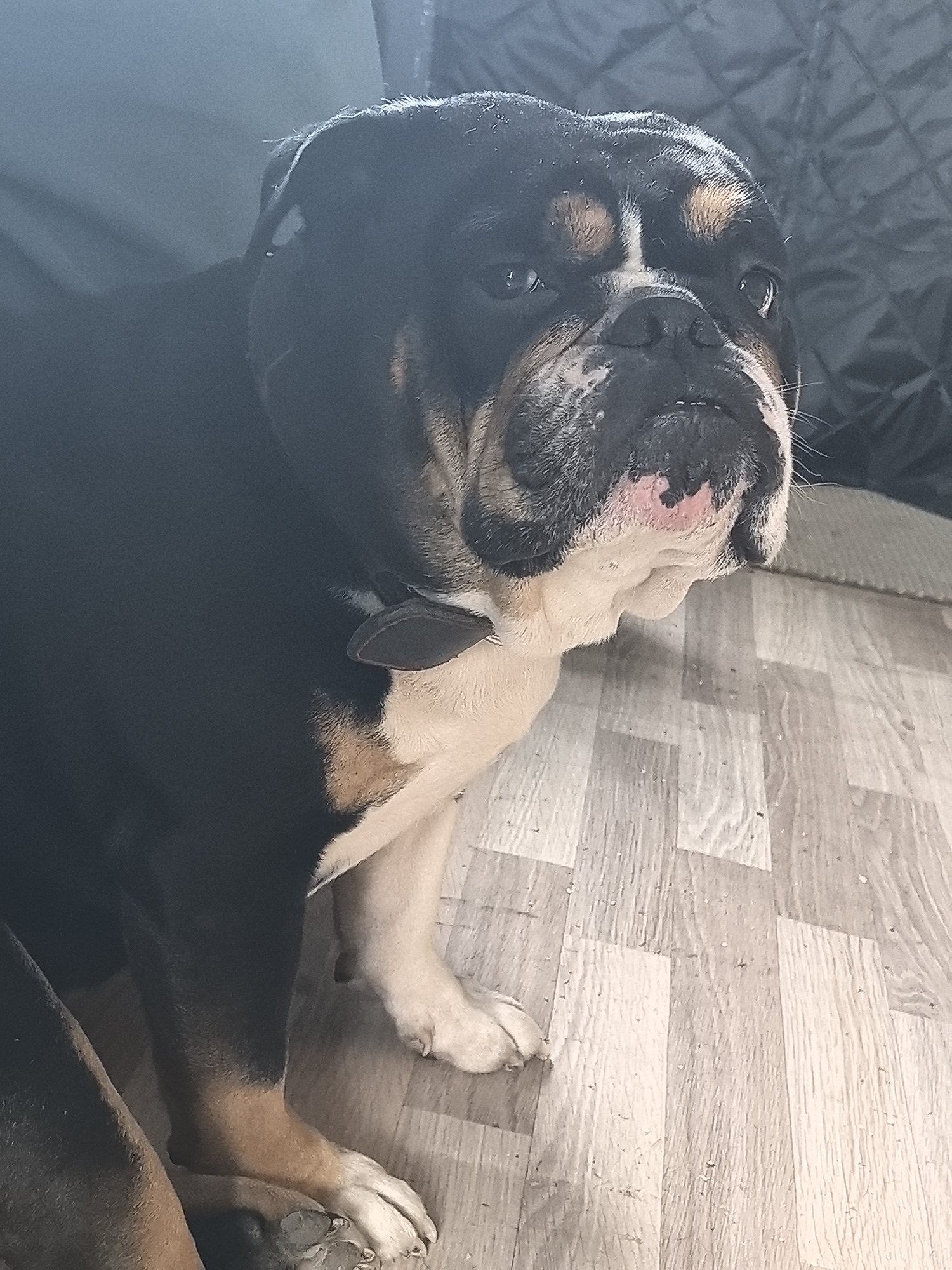 An Olde English Bulldogge, featuring black fur with tan markings on its face and legs, and white fur on its chest, muzzle, and a stripe between its eyes, is depicted in an indoor setting. The dog wears a dark collar and is positioned on a light-toned, wood-grain laminate floor, looking towards the upper right of the frame. A dark, textured fabric object is partially visible in the background. The visual content of the image does not provide specific identifiers to establish a location within the city of Noviy, Russia.
