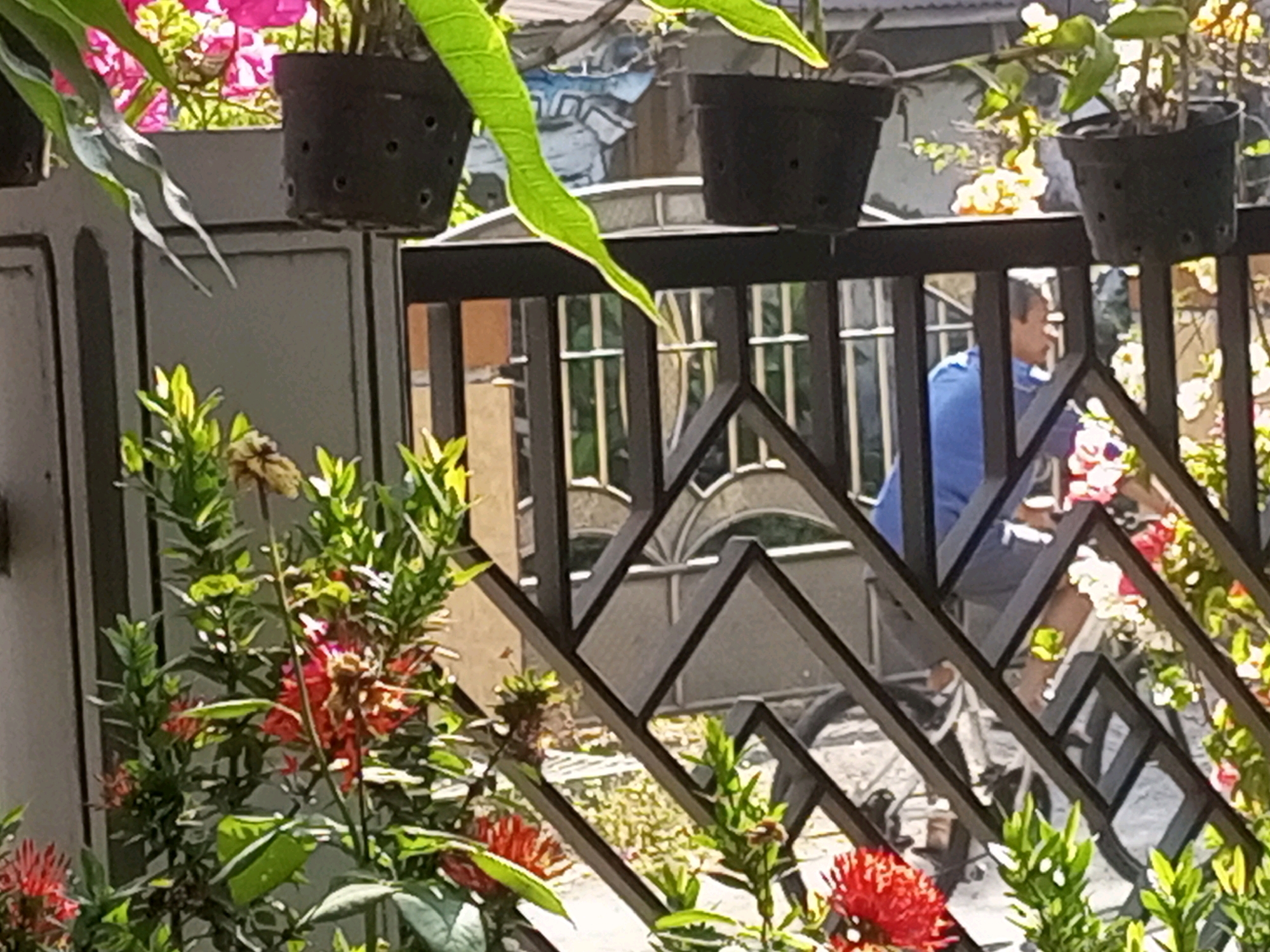 The image shows a person wearing a blue shirt looking to the left, partially obscured by a black metal fence with a geometric pattern. The fence is adorned with potted plants, some of which have pink and white flowers. In the foreground, there are vibrant red flowers and green foliage. The background is slightly out of focus, but appears to be a residential area with a gray wall and possibly other plants. The scene is set outdoors, suggesting a sunny day. This image is located in Ngasem, Indonesia.