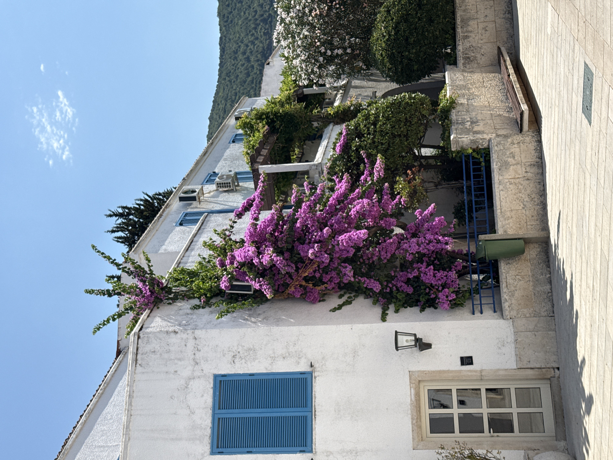 The image captures a sun-drenched scene on a street in Budva, Montenegro, characterized by traditional architecture and vibrant flora. A white stucco building dominates the foreground, featuring a prominent blue-shuttered window on its left side and a glass-paned door with a light-colored frame below. A black, lantern-style outdoor light is mounted on the wall near the door. Cascading down the side of the building is a profusion of bright pink bougainvillea, its blossoms creating a striking contrast against the white facade.
Further along the building, a covered porch area is visible, supported by white columns and adorned with greenery. To the right of the bougainvillea, a cluster of white-flowered bushes adds another layer of color to the scene. The ground is paved with light-colored rectangular stones, casting distinct shadows from the building and vegetation. A wooden bench with a slatted seat sits against a stone wall in the mid-ground, suggesting a public space. A green trash receptacle is positioned near the bougainvillea, behind a blue metal railing. The background reveals a lush, green hillside rising under a clear blue sky, indicative of the Mediterranean landscape. The overall impression is one of a charming, well-maintained urban environment in a coastal town.