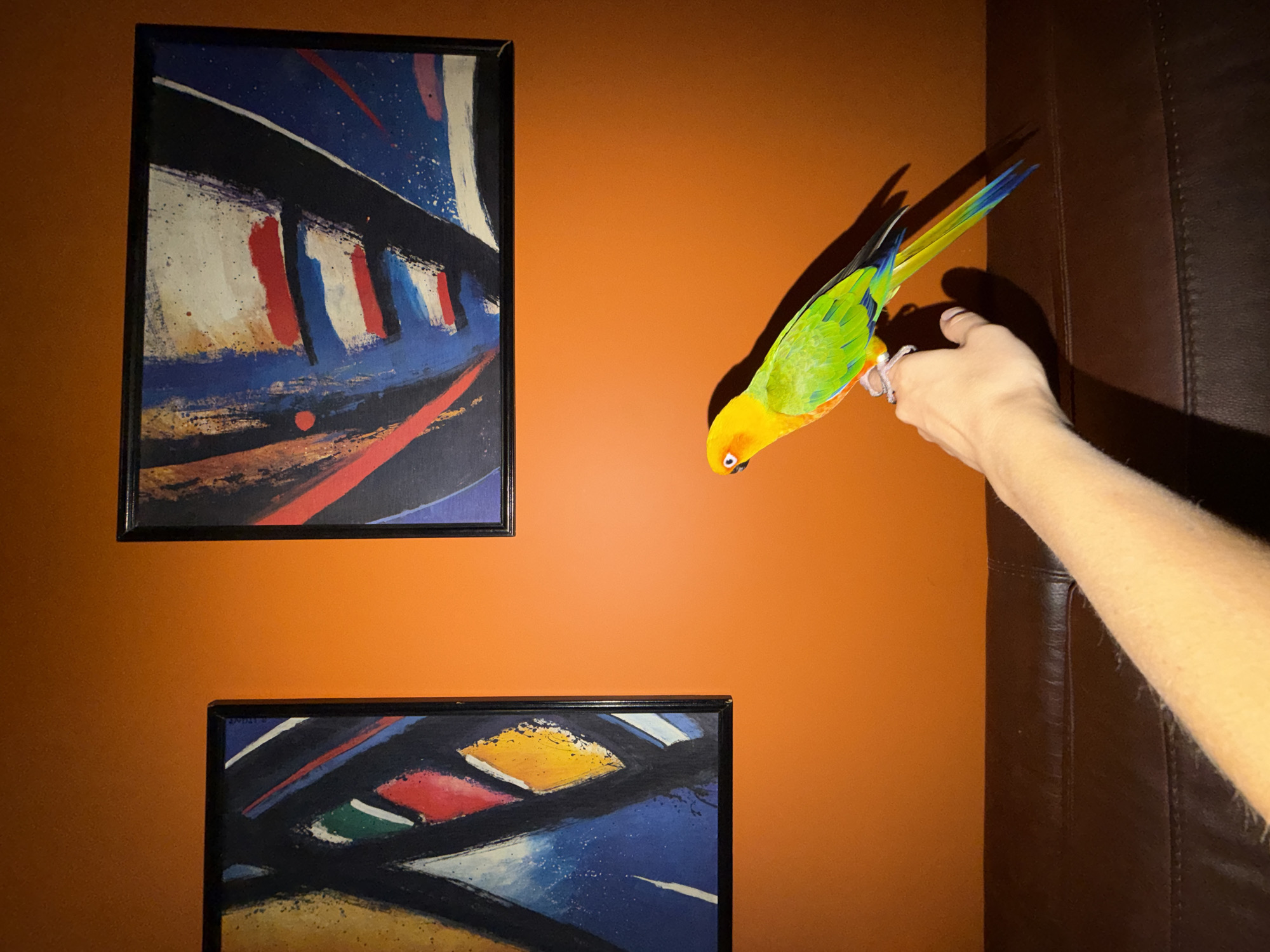 The image shows a close-up of a conure parrot perched on a person's finger. The parrot is brightly colored with yellow on its head, green on its body, and blue and yellow on its tail. The person's arm and hand are visible, and the parrot is gripping the finger with its talons. The background is an orange wall with two abstract paintings hanging on it. The paintings are in black frames and feature bold colors and geometric shapes. The lighting in the image is dim, casting shadows on the wall and the parrot. The scene appears to be indoors, possibly in a living room or study. There is no indication of the location being in Khimki, Russia.