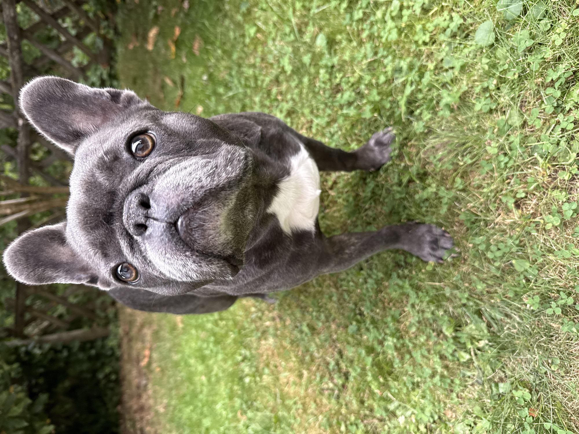 A close-up, eye-level, medium shot shows a blue fawn French bulldog standing on a grassy lawn in an outdoor setting. The dog is facing the camera directly, with its head tilted slightly upward. Its large, brown eyes are looking forward. The dog has erect ears, a dark grey coat with a white chest patch, and a wrinkled snout. The background consists of lush green grass, with a blurred wooden fence and foliage visible behind the dog. The lighting suggests it is daytime, with a natural, slightly overcast sky. The image appears to have been taken in a backyard or park area, potentially in the city of Bad Sachsa, Germany, given the presence of mature trees and a garden fence common to residential areas in such locations. No people are present in the image, and the dog is the sole subject. The overall atmosphere is casual and domestic.