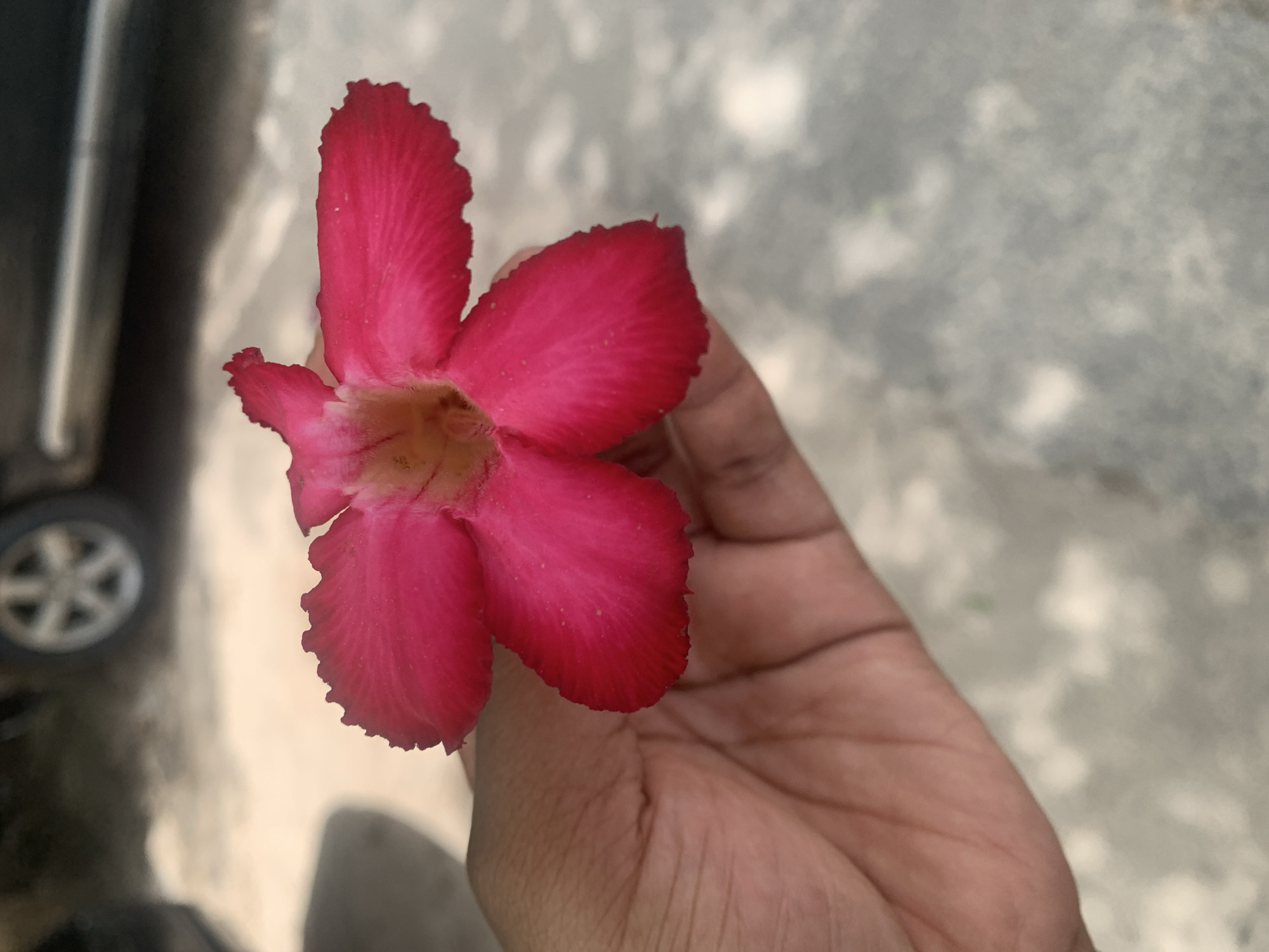 A human hand holds a five-petal, bright pink flower. The flower has a lighter pink center. The backdrop is a light gray surface, likely concrete. Out of focus in the upper left corner of the image is a car, visible by its tire and part of the body. This image likely exists somewhere in Dar es-Salaam, Tanzania.
