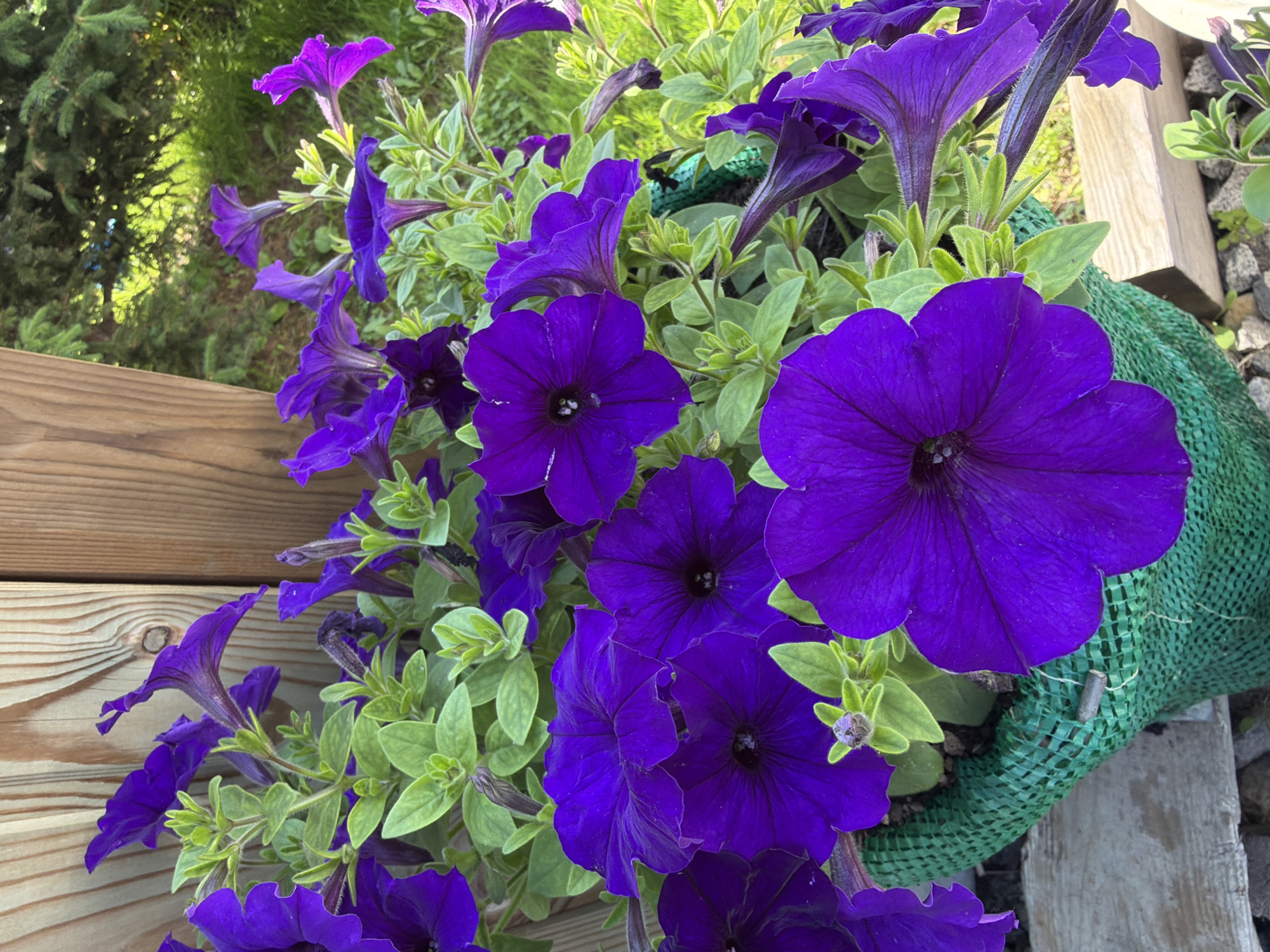 In Khekhtsir, Russia, a close-up shot captures a pot filled with vibrant purple petunias. The flowers, in various stages of bloom, spill over the sides of a green mesh pot. The pot rests against a wooden fence. In the background, lush green foliage and trees suggest an outdoor setting, possibly a garden or park. The lighting indicates a bright day.
