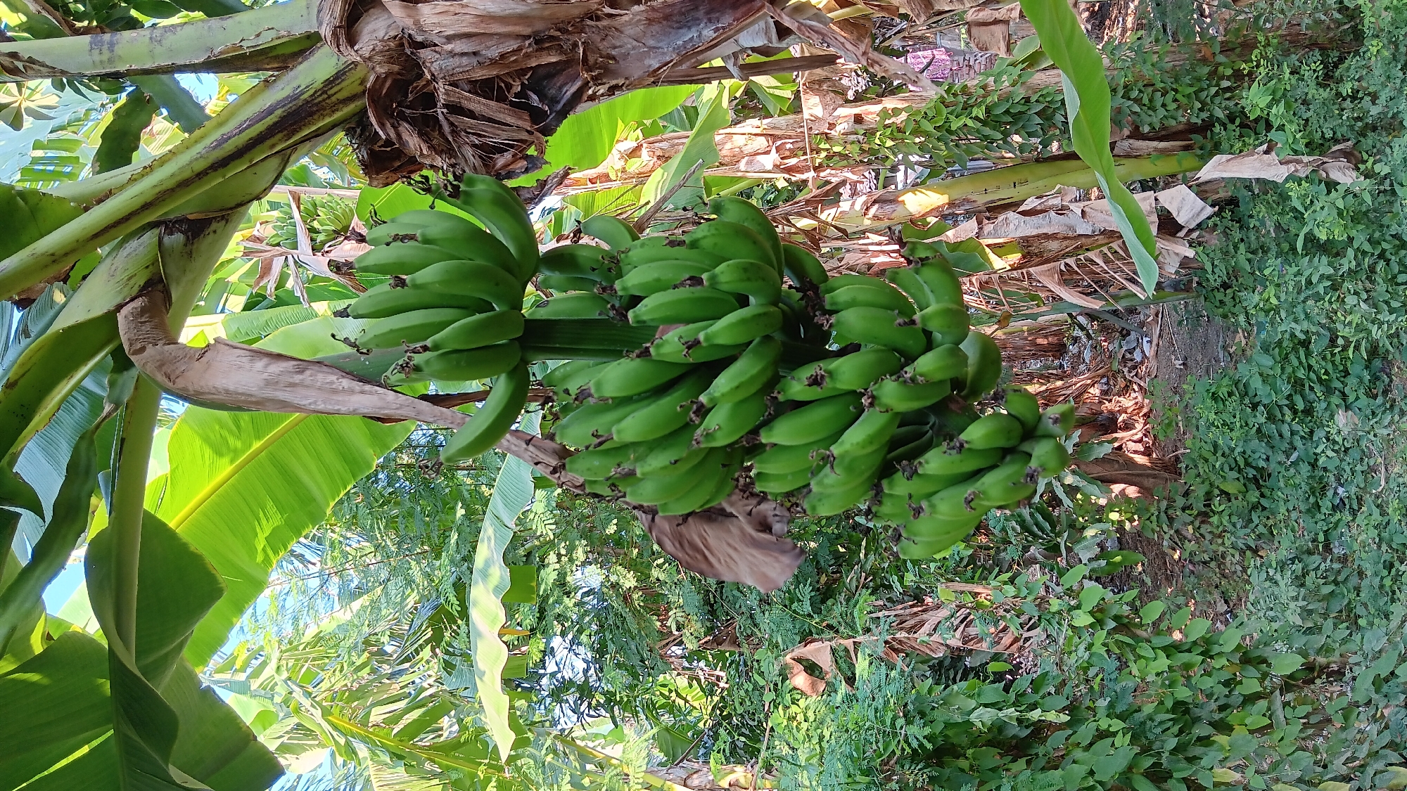 In Sonobekel, Indonesia, a cluster of green, unripe bananas hangs from a banana tree, their stalks curving downwards. The bananas are tightly packed in several hands, forming a large bunch. The tree's trunk is textured and fibrous, with some dried leaves peeling away. Lush green foliage surrounds the tree, with large banana leaves arching overhead and smaller plants carpeting the ground. Sunlight filters through the leaves, creating dappled light and shadow across the scene. The overall environment appears to be a tropical, outdoor setting, possibly a garden or plantation.